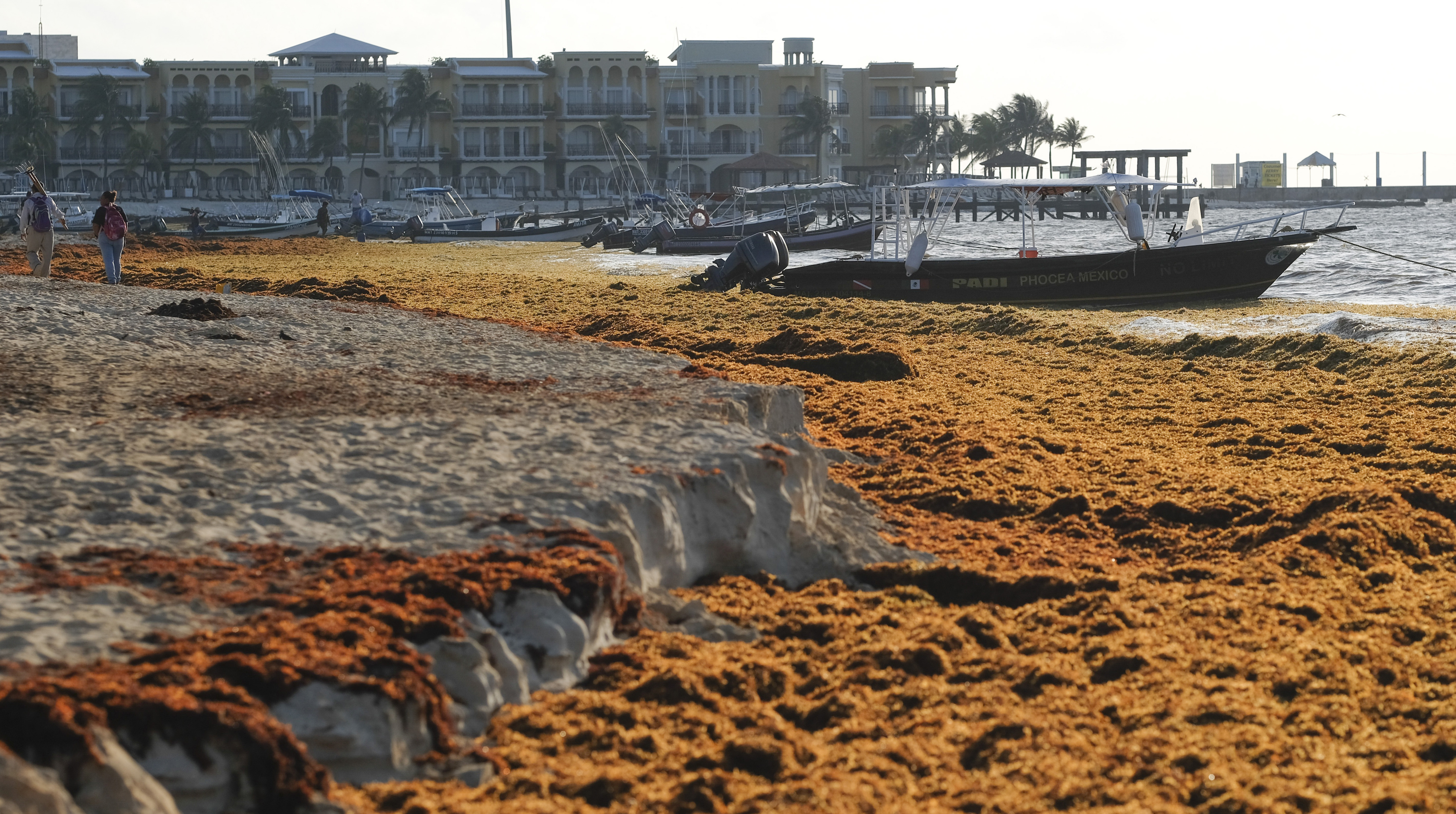 Una mancha de algas marinas del doble del ancho de los EE. UU. se dirige hacia Florida