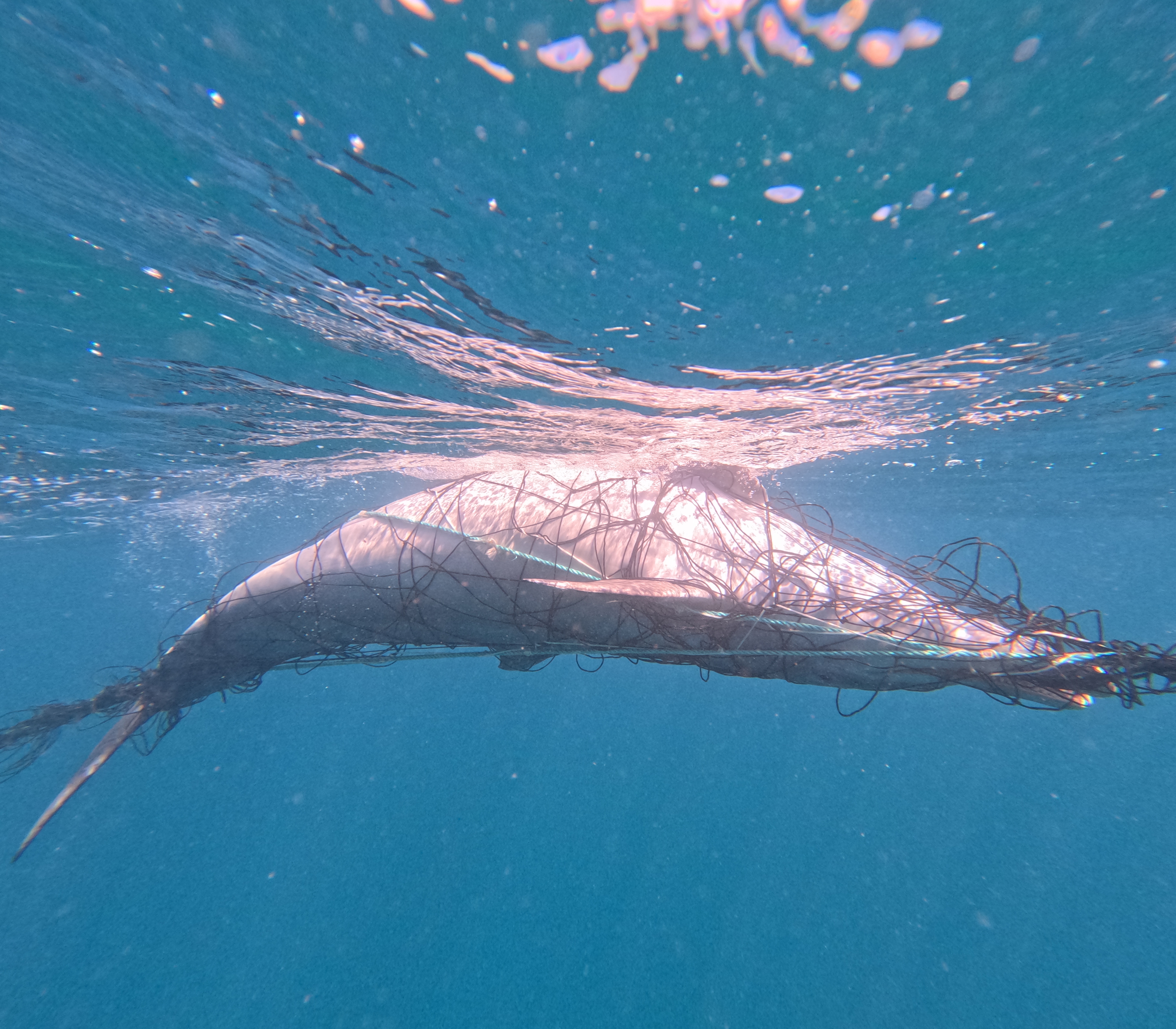 A dead dolphin has been caught on camera tangled in a shark net off Bronte Beach, Sydney.