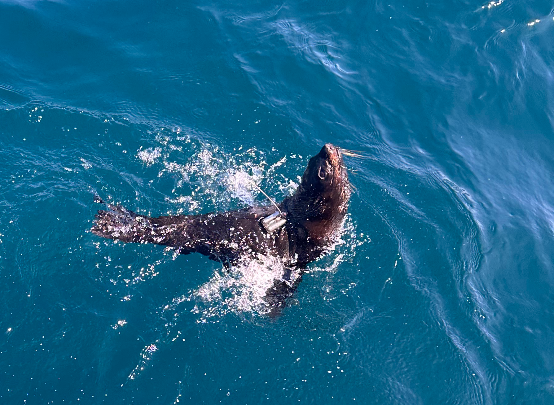 Narrang the Seal