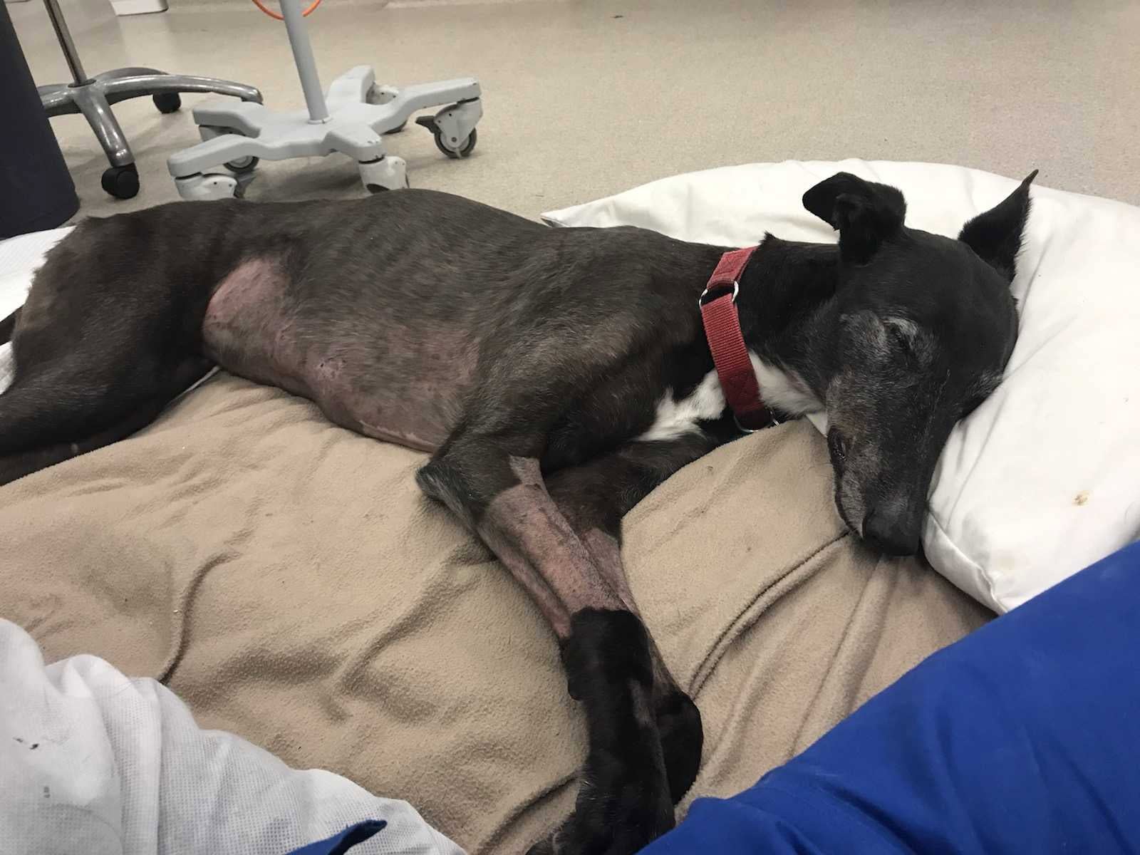 Elsa's vet bill was almost $20,000 after the poisoning.