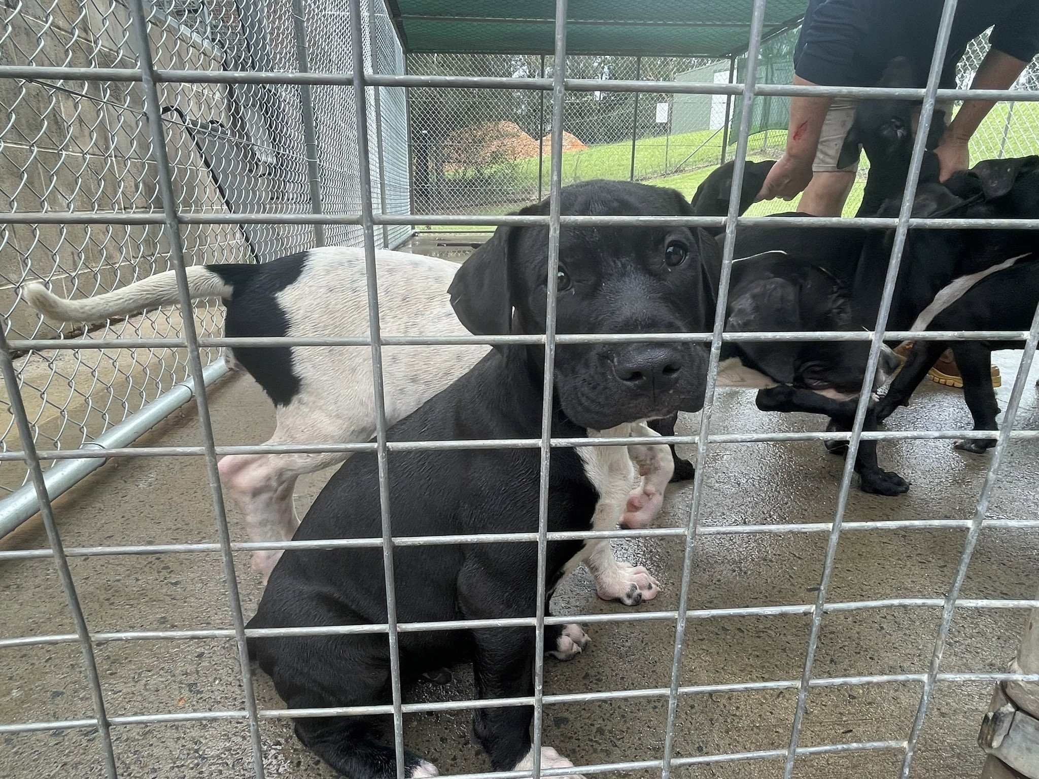 Port Macquarie Animal Shelter is beyond its maximum capacity.