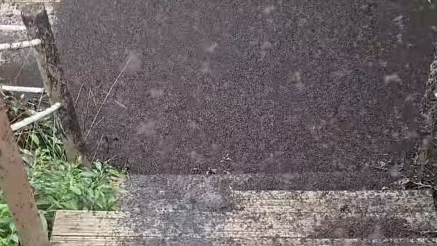 T﻿housands of Lovebugs, known scientifically as Plecia nearctica, have swarmed parts of South Korea with a viral video showing just how intense the invasion is. The bugs have descended onto ﻿Mount Gyeyang in Incheon's Gyeyang District, according to local media. 
