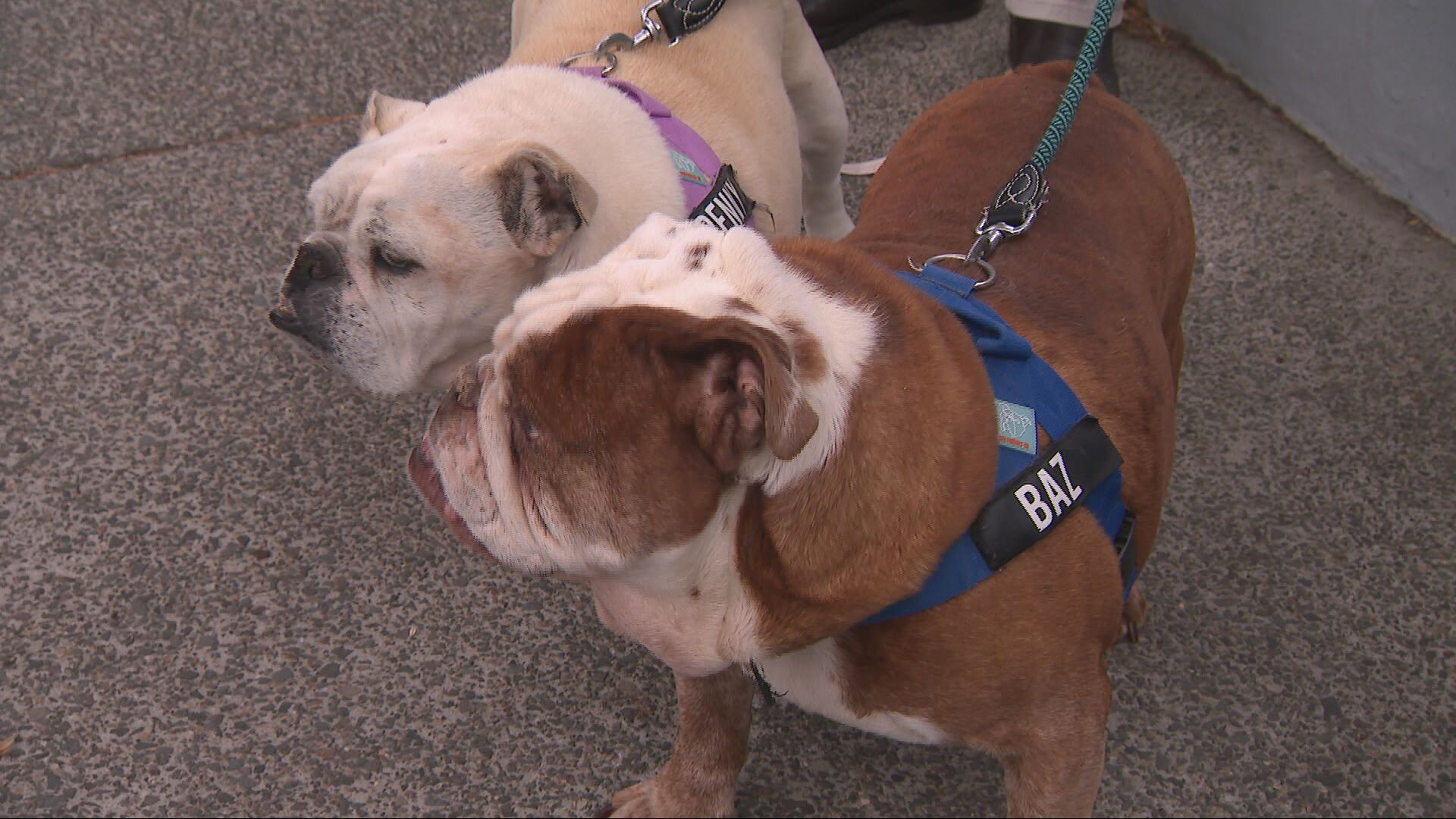 Sydney mum sent note threatening to poison barking dogs