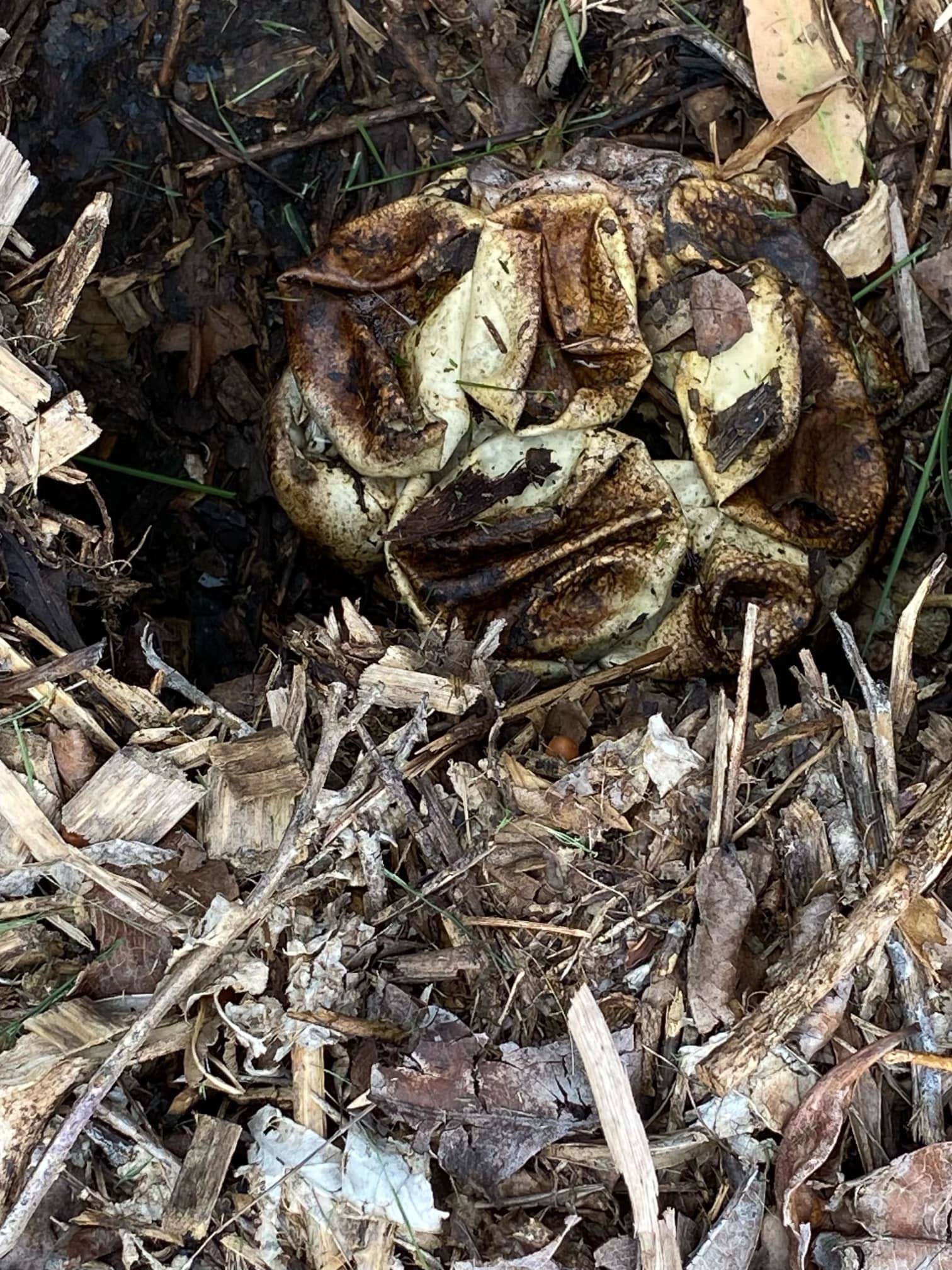 Busstra has since shared the good news that the bread roll eggs have hatched.