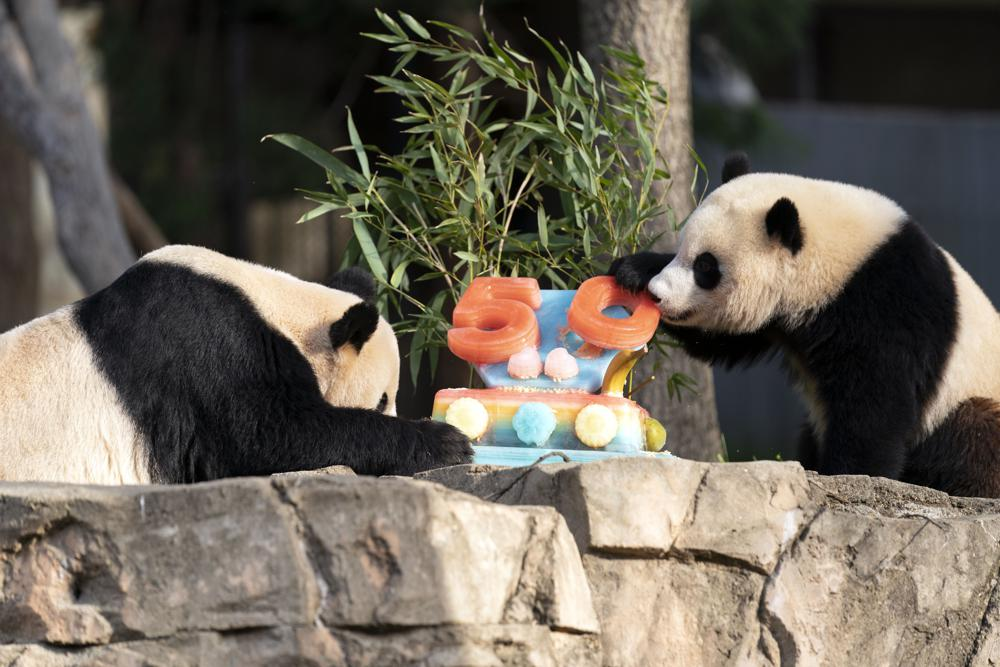 The giant pandas at the Washington Smithsonian National Zoo are digging into their ice cream cake. 