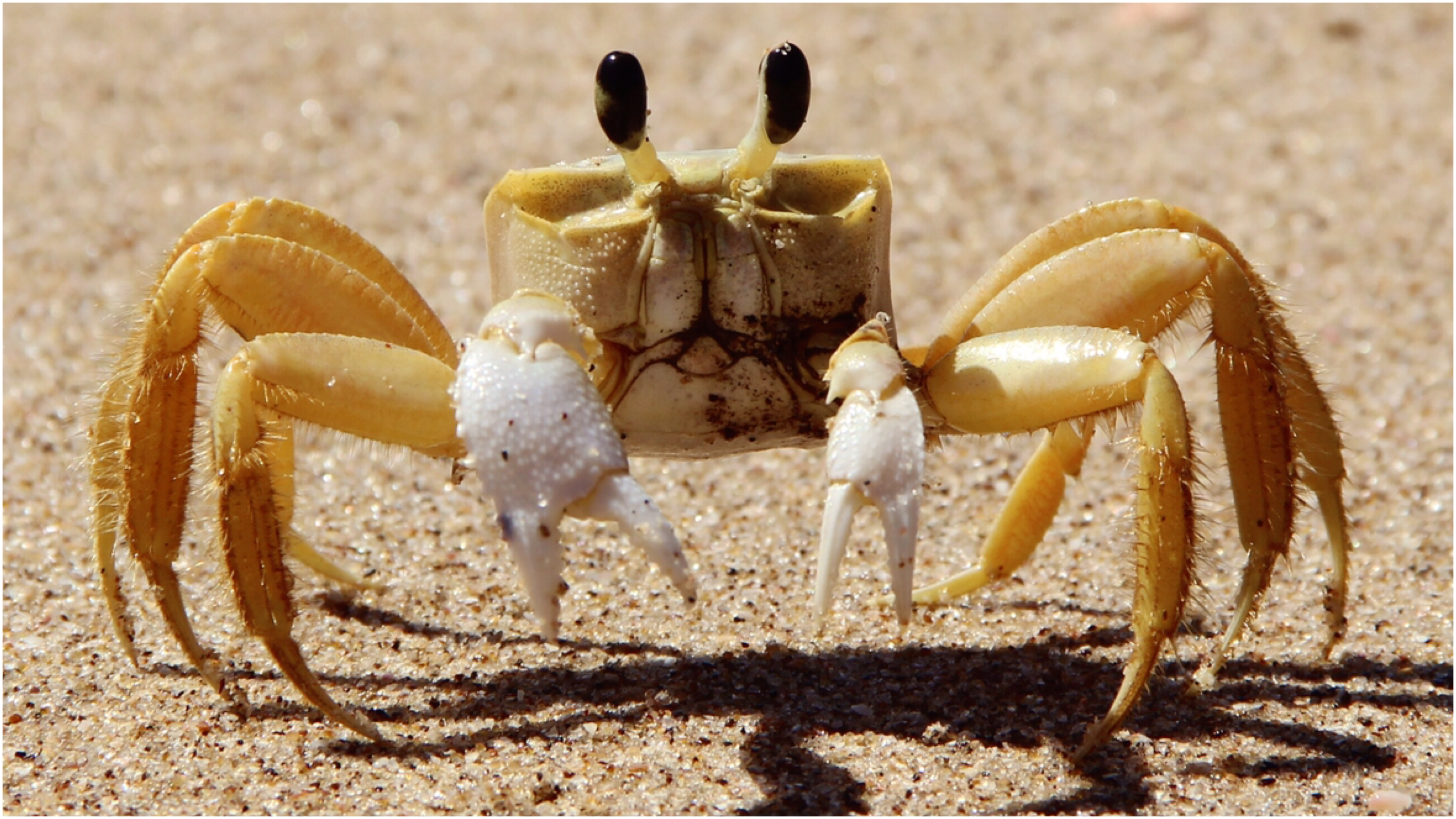 Ghost crabs growl using stomach teeth science discovery animal news