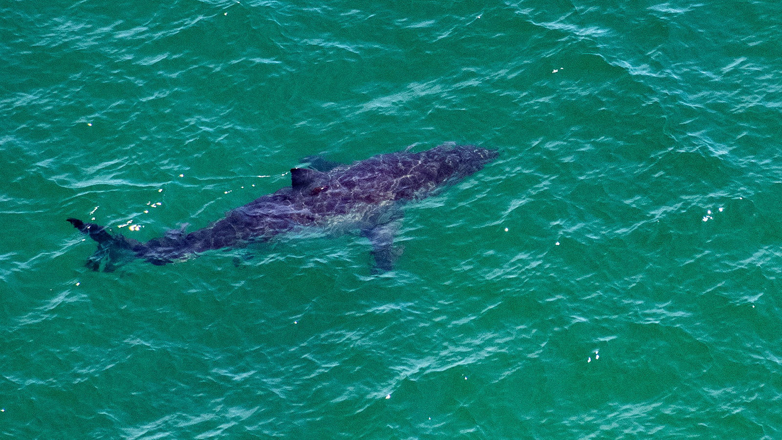 The sharks that swimmers have encountered off Long Island were seeking out food, not targeting humans, Naylor explained. 