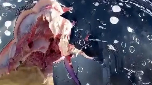 A humpback whale carcass has washed ashore on the NSW coast - with a huge chunk taken out of it's side.