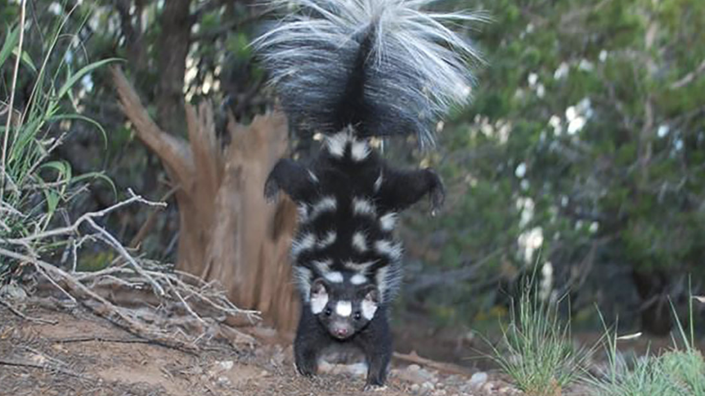 A spotted skunk is shown doing its signature handstand.