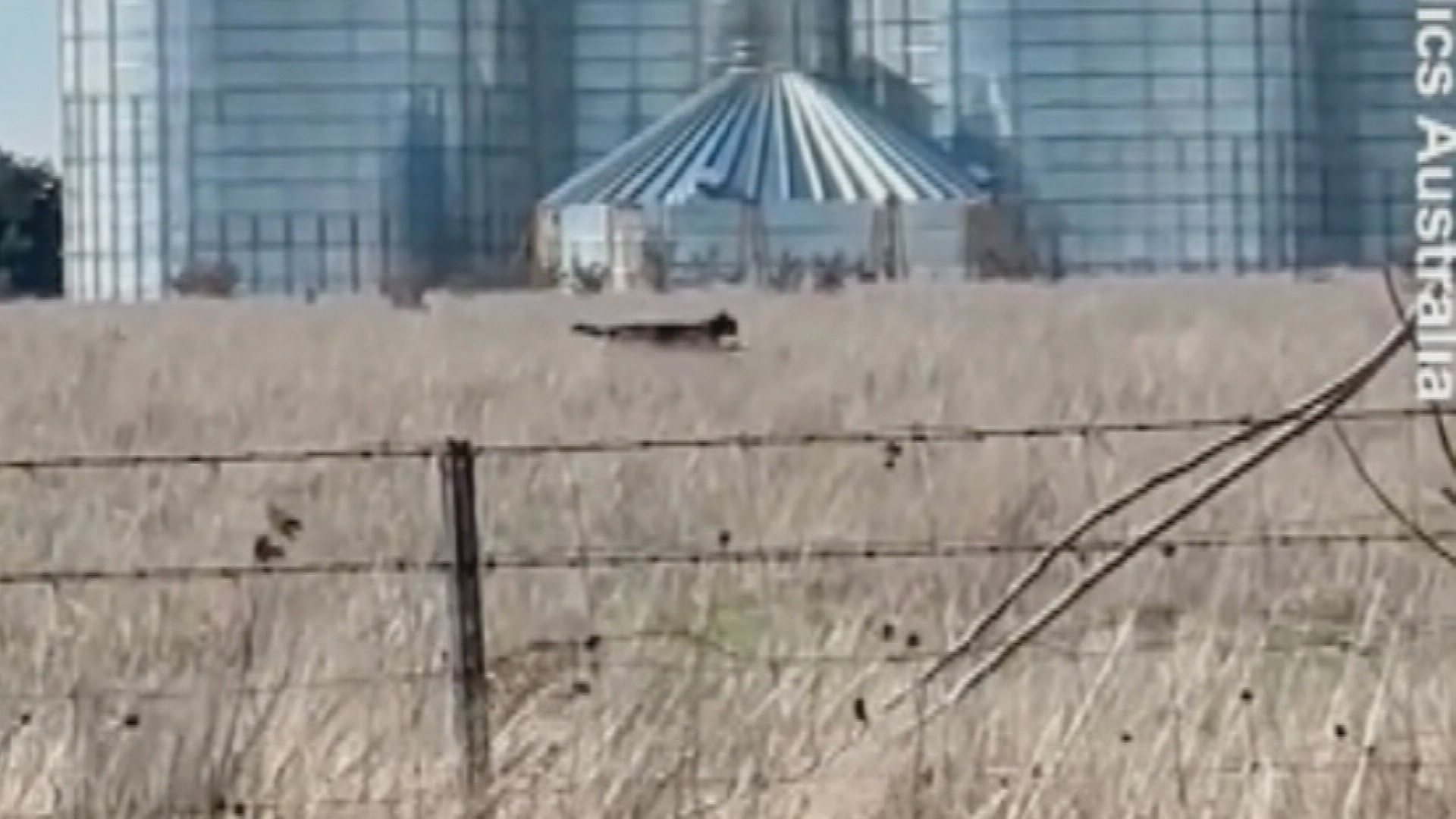 Internet users and locals have been left baffled after a video of a suspiciously large black 'cat' running near Ballarat went viral online.