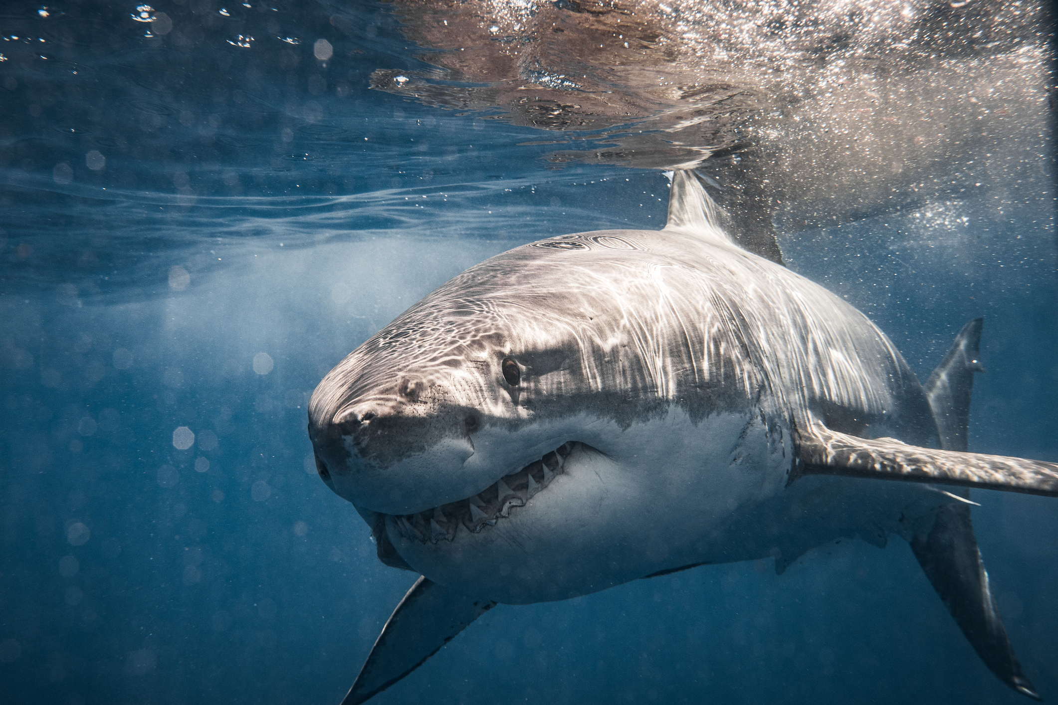 Beach-loving capital warned of perfect storm for sharks