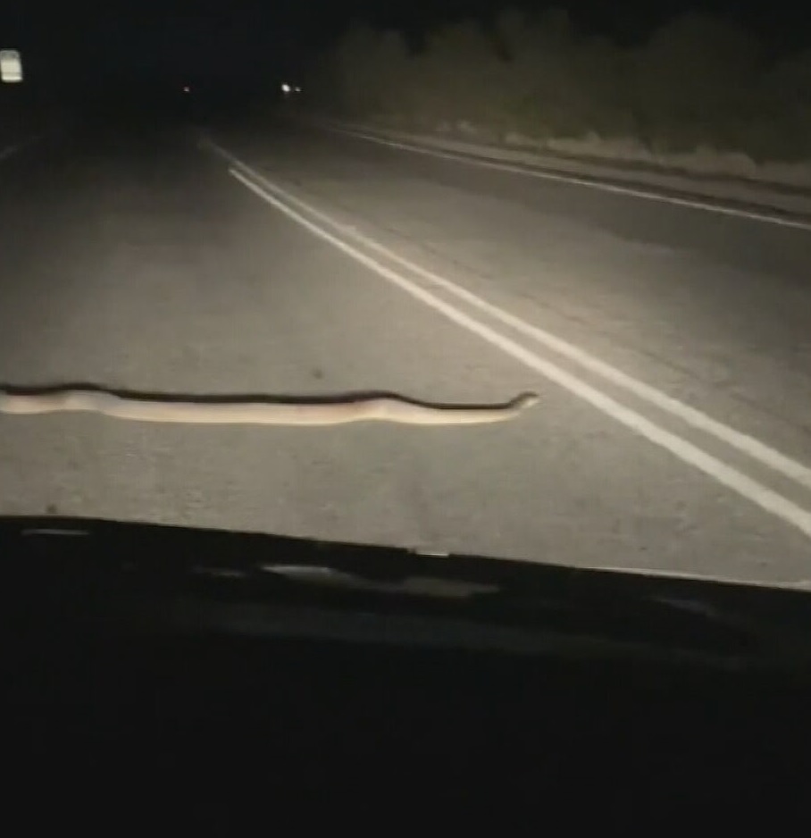 Four days ago there was a sighting on the outskirts of town.