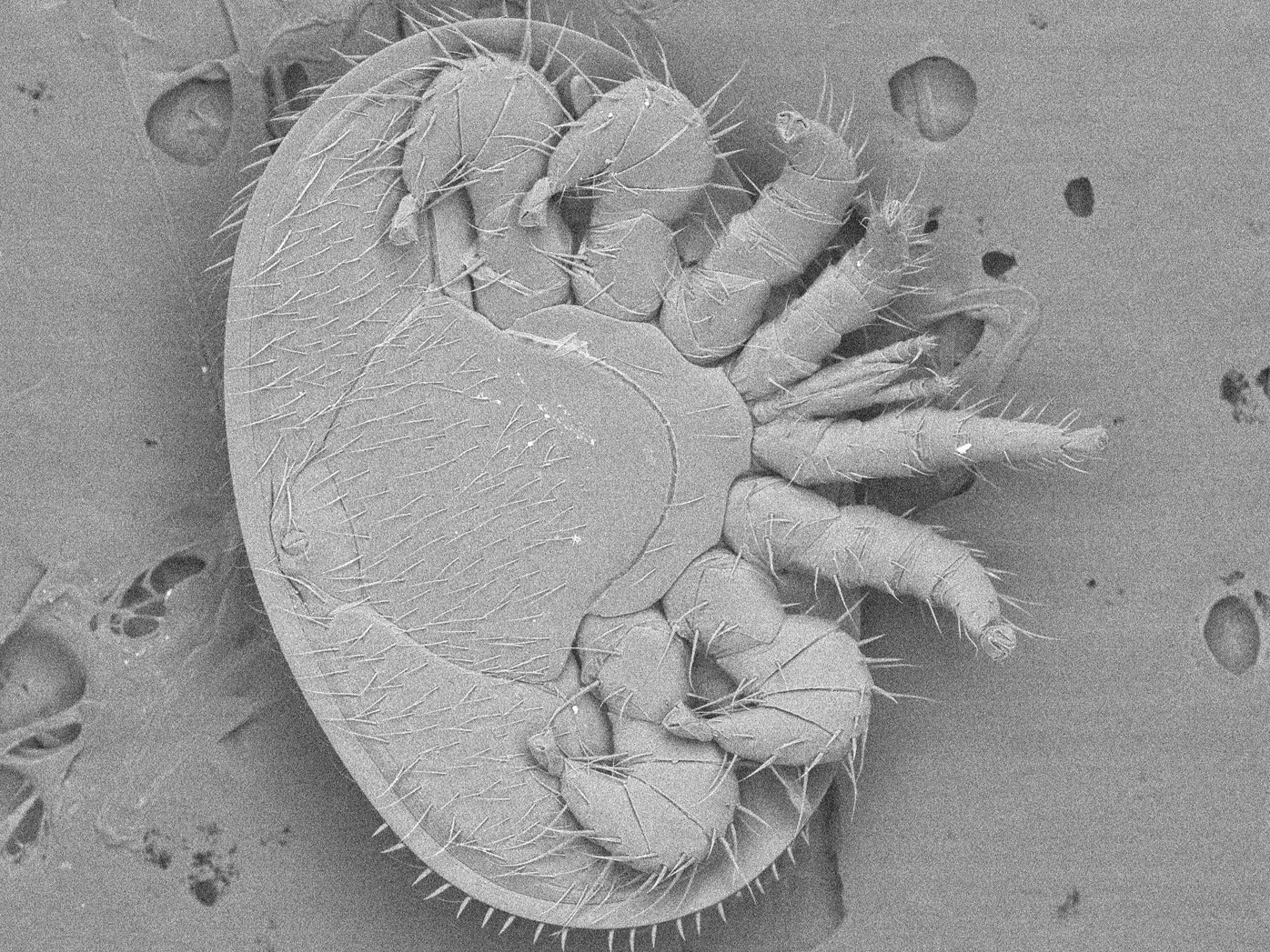 Varroa mite as seen through an electron microscope.
