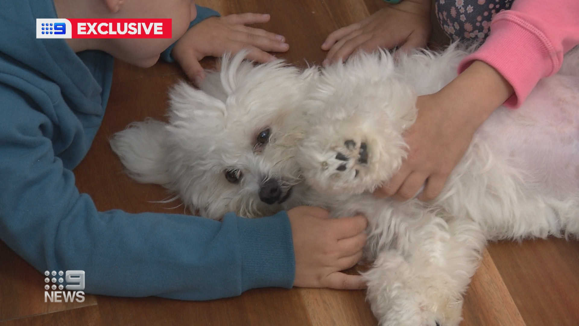 Monty the Maltese Terrier has made a full recovery.