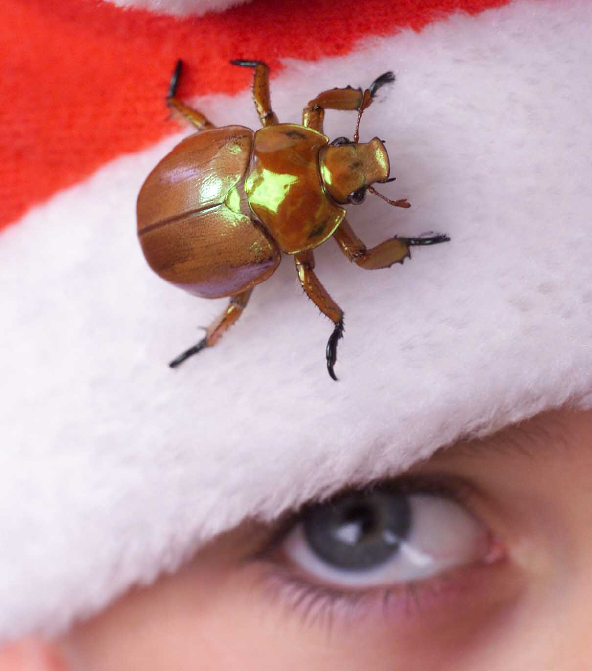 Once a Christmas regular, the scarab is becoming rarer and rarer.