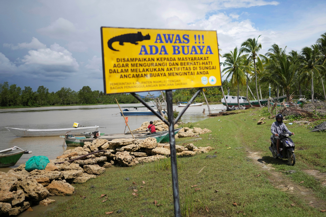 A crocodile warning sign is displayed by the river in Budong-Budong, West Sulawesi Island, Indonesia, Monday, Feb. 24, 2025. The sign reads "Beware of crocodile! Please be on alert while doing activities in the river. Crocodile might be stalking". 