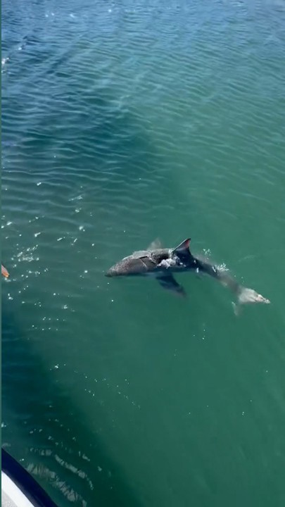 A﻿ skipper was left surprised to see a two-metre great white shark circling his boat at a marina south of Adelaide on the Fleurieu Peninsula.
