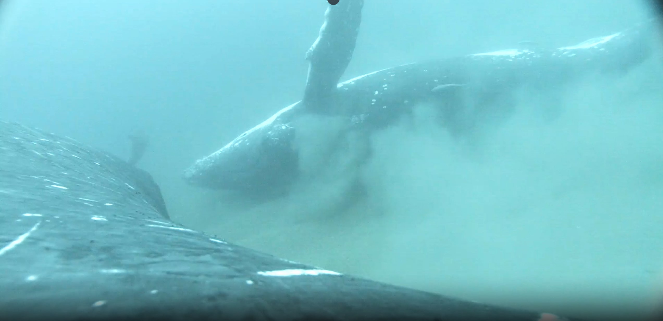 Humpback whales use sandy and shallow bays to exfoliate dead skin cells off themselves by rolling around in the sand