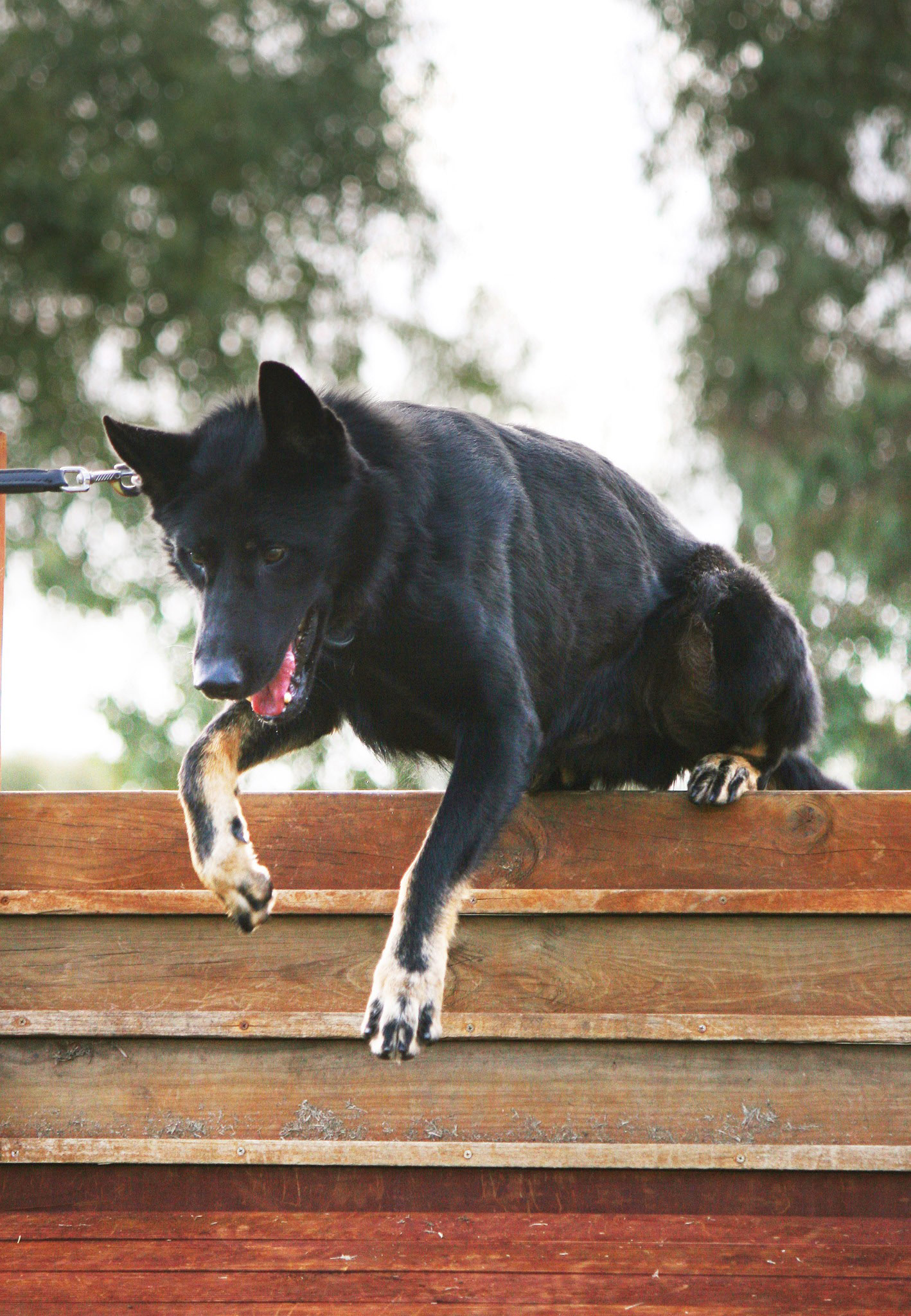 Enzo helped with arrests for burglaries and car thefts and with controlling gatherings. 