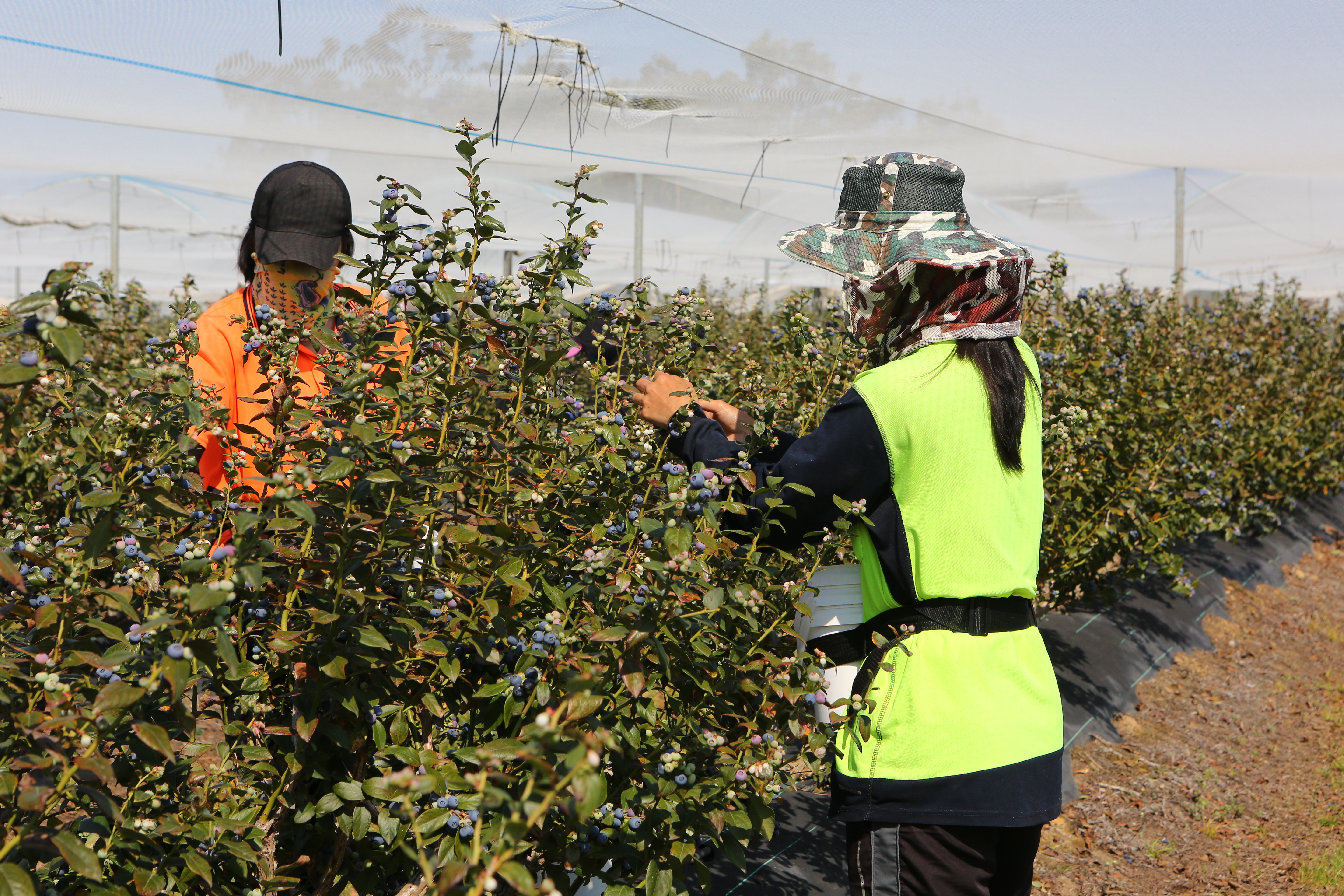 The Coffs Harbour region is one of the country's biggest blueberry-growing areas.