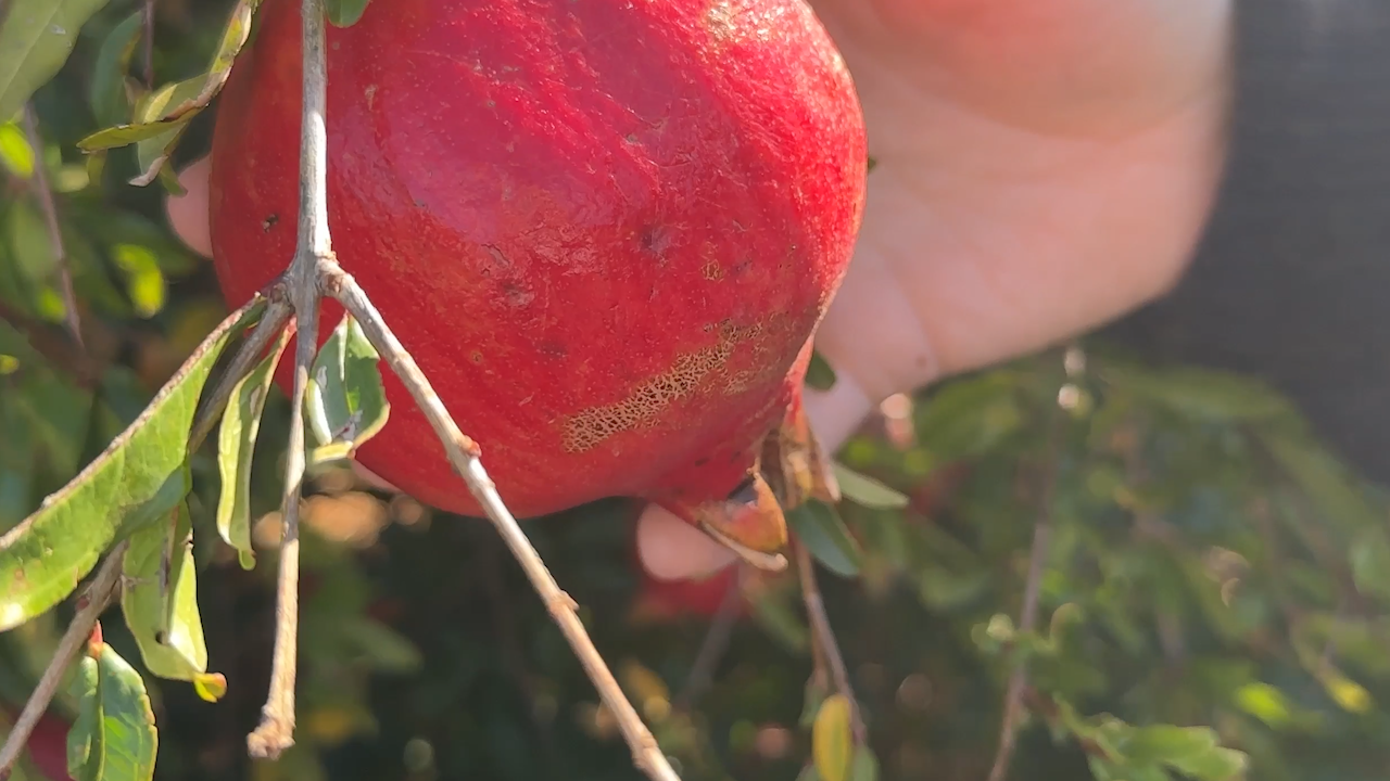 A pomegranate growers decided would be too damaged to sell to the major supermarkets.