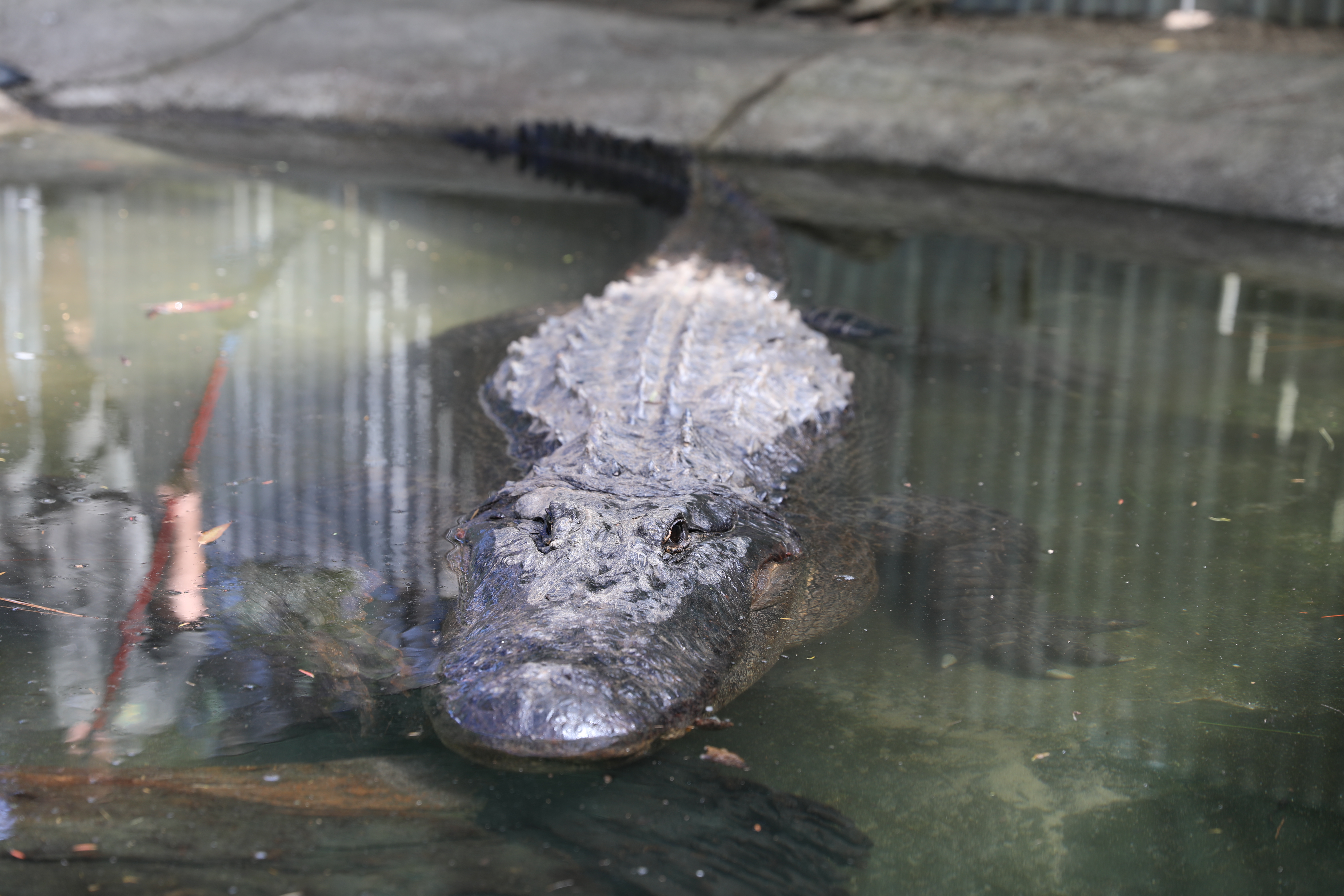 The Australian Reptile Park has the largest population of American alligators living in Australia. 