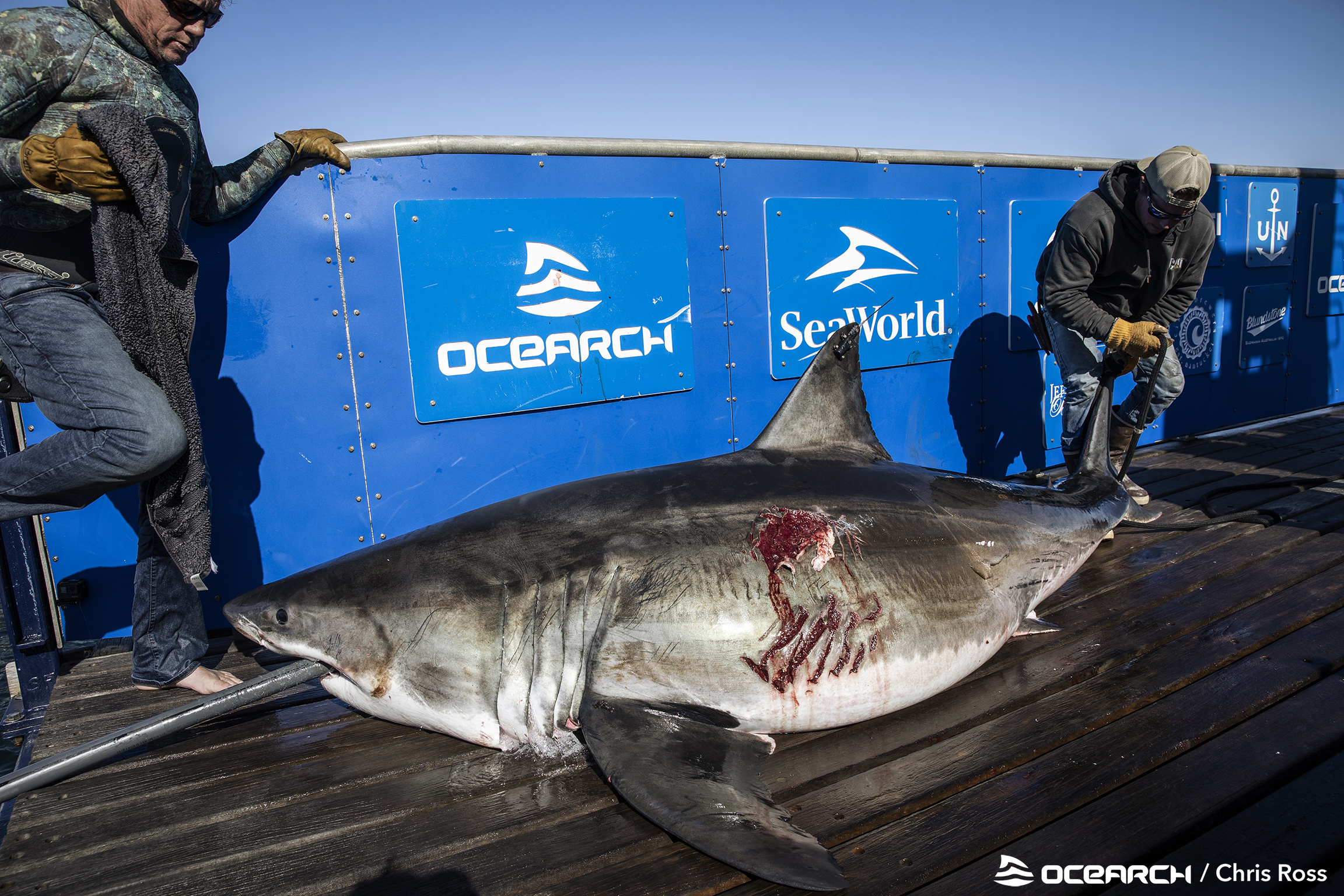 Maple had substantial gashes on the left side of her body. Another shark is believed responsible for the wounds.