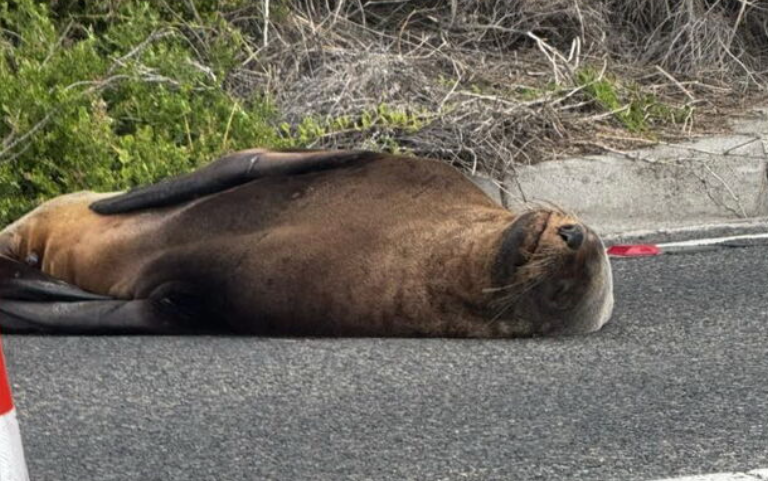 Sammy the seal blocks traffic in Mornington Peninsula