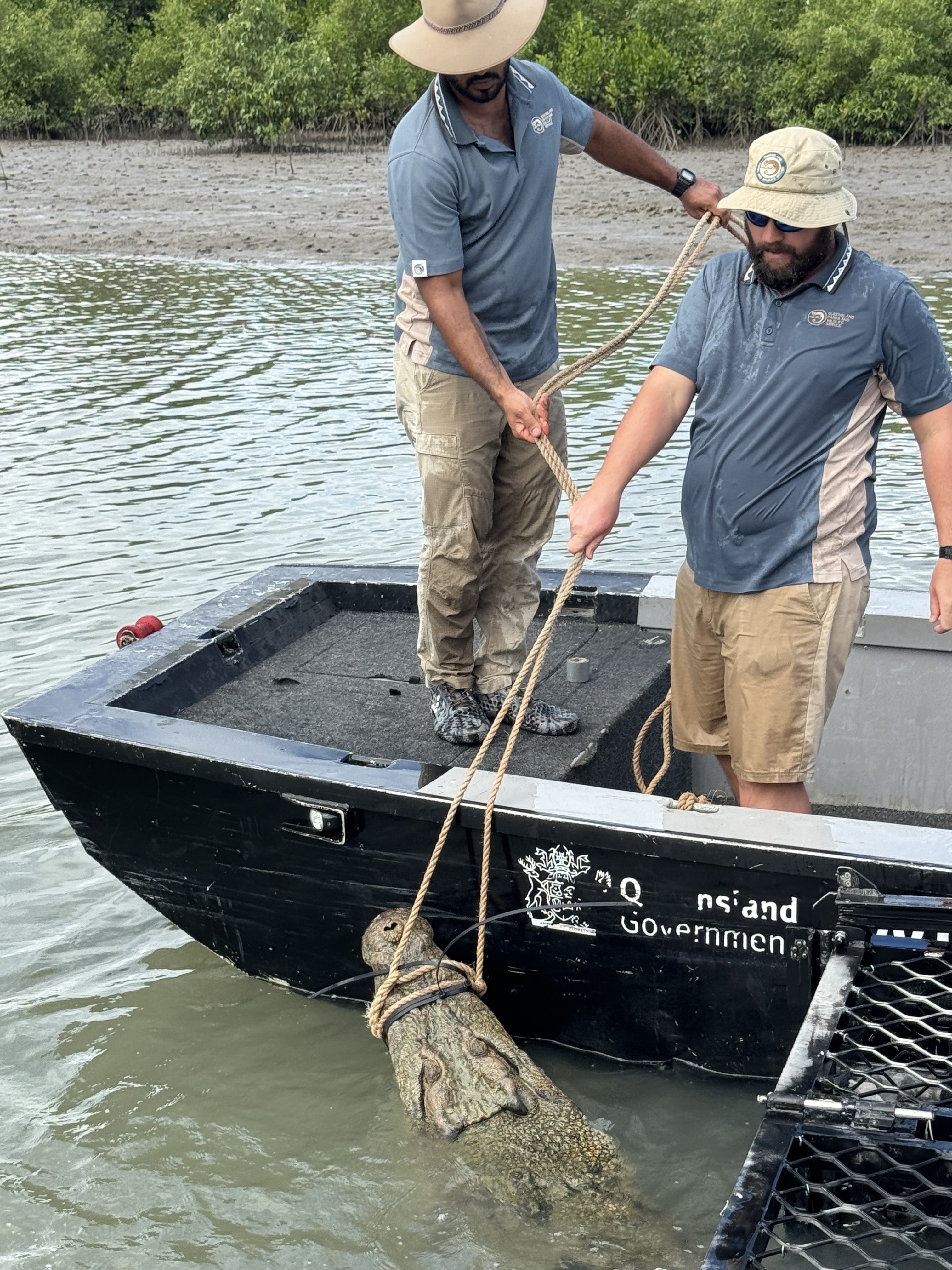 The animal was captured in a baited trap at Cardwell Marina yesterday.