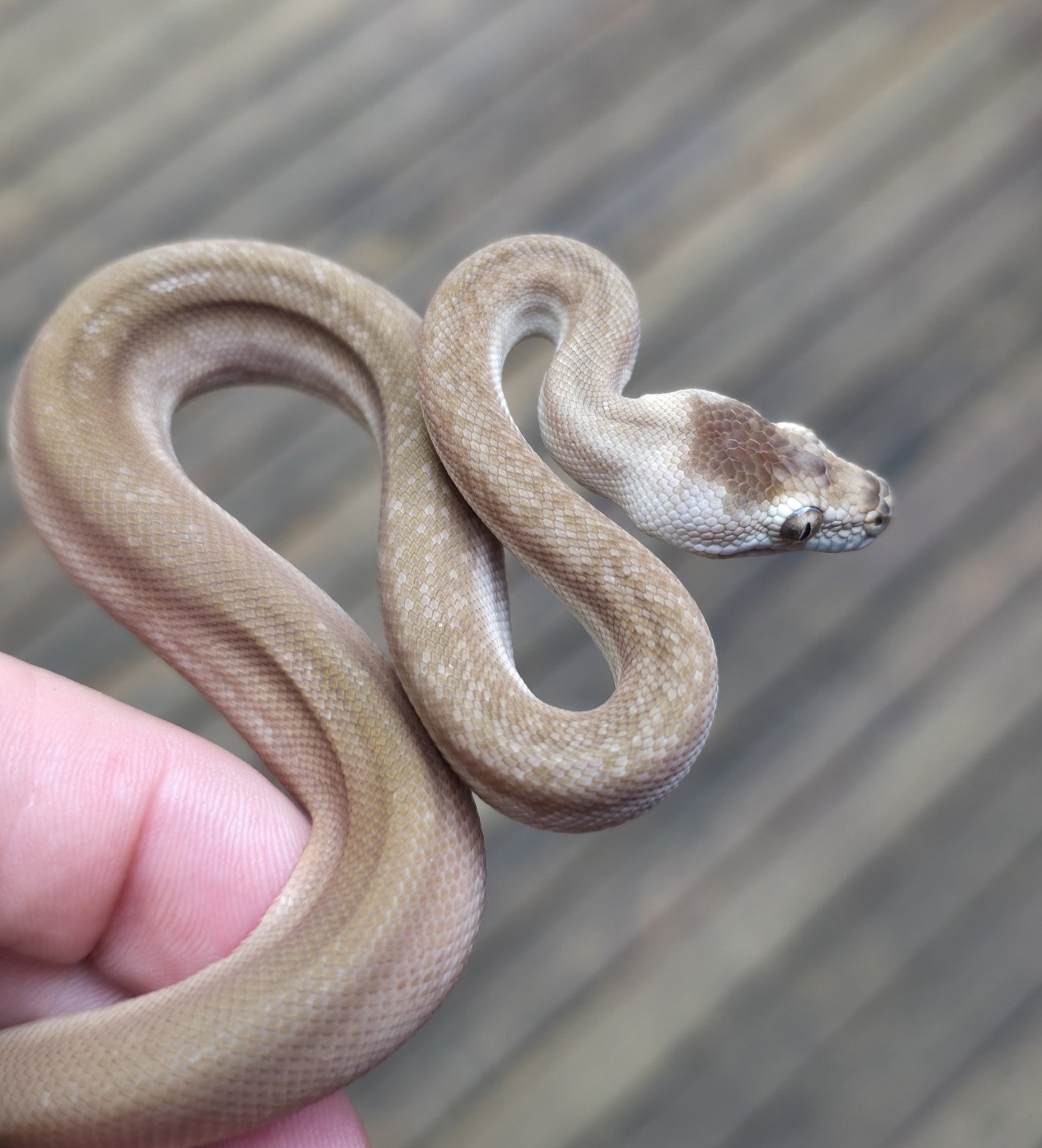 A super zebra morph carpet python bred by Mat from Killer's Pythons.