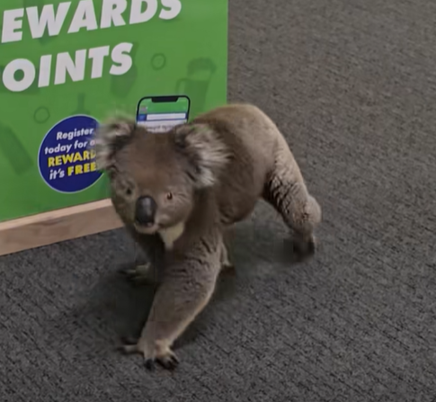 A koala wandered into The Queenscliffe Family Hotel on Kangaroo Island this week.