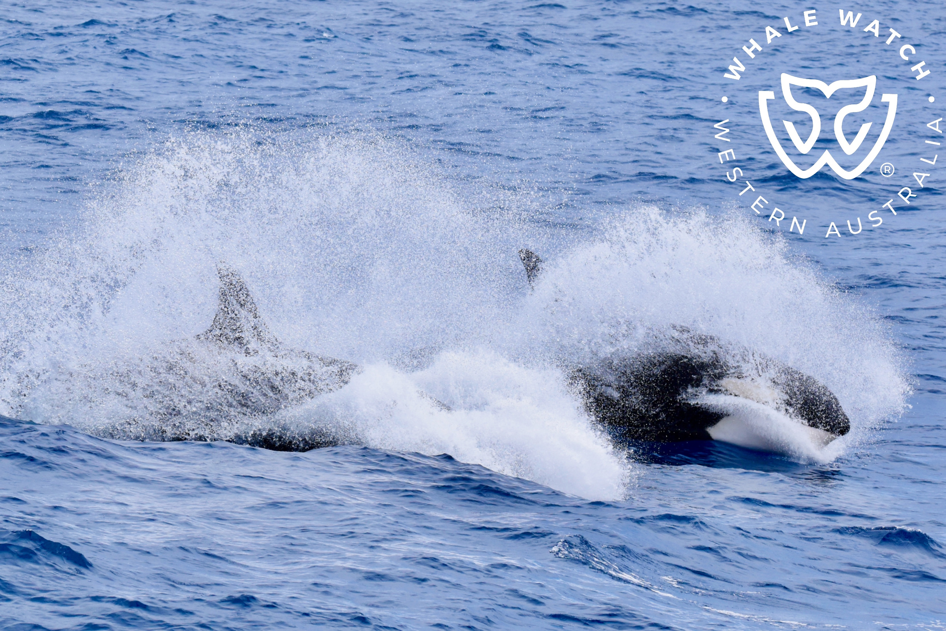 Orcas, the largest member of the dolphin family, are considered the apex predators of the ocean.
