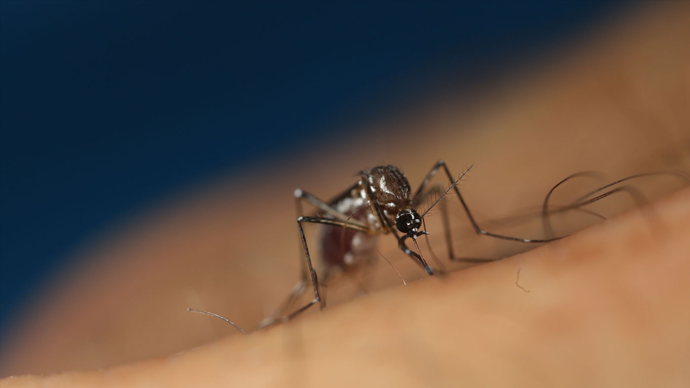 The breakthrough could support the suppression and potential eradication of Aedes aegypti mosquito worldwide.