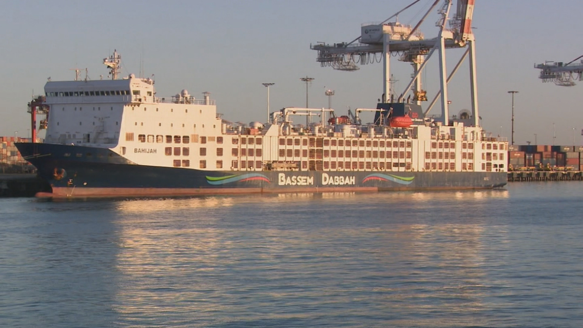 A ship carrying thousands of livestock returns to Australia after month-long ordeal