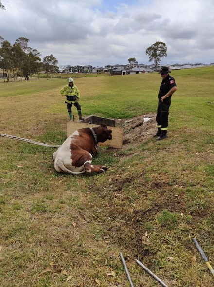 The confused cow got stuck up to her stomach in mud