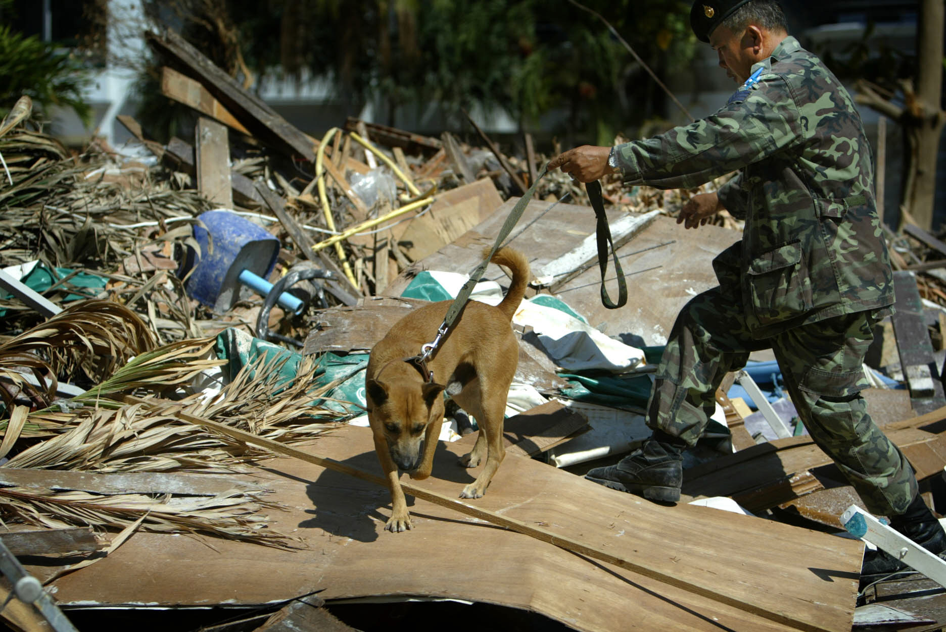 Thai Army Officer Sincharern Tongsook with Makok the search dog looking for bodies on Phi Phi island.