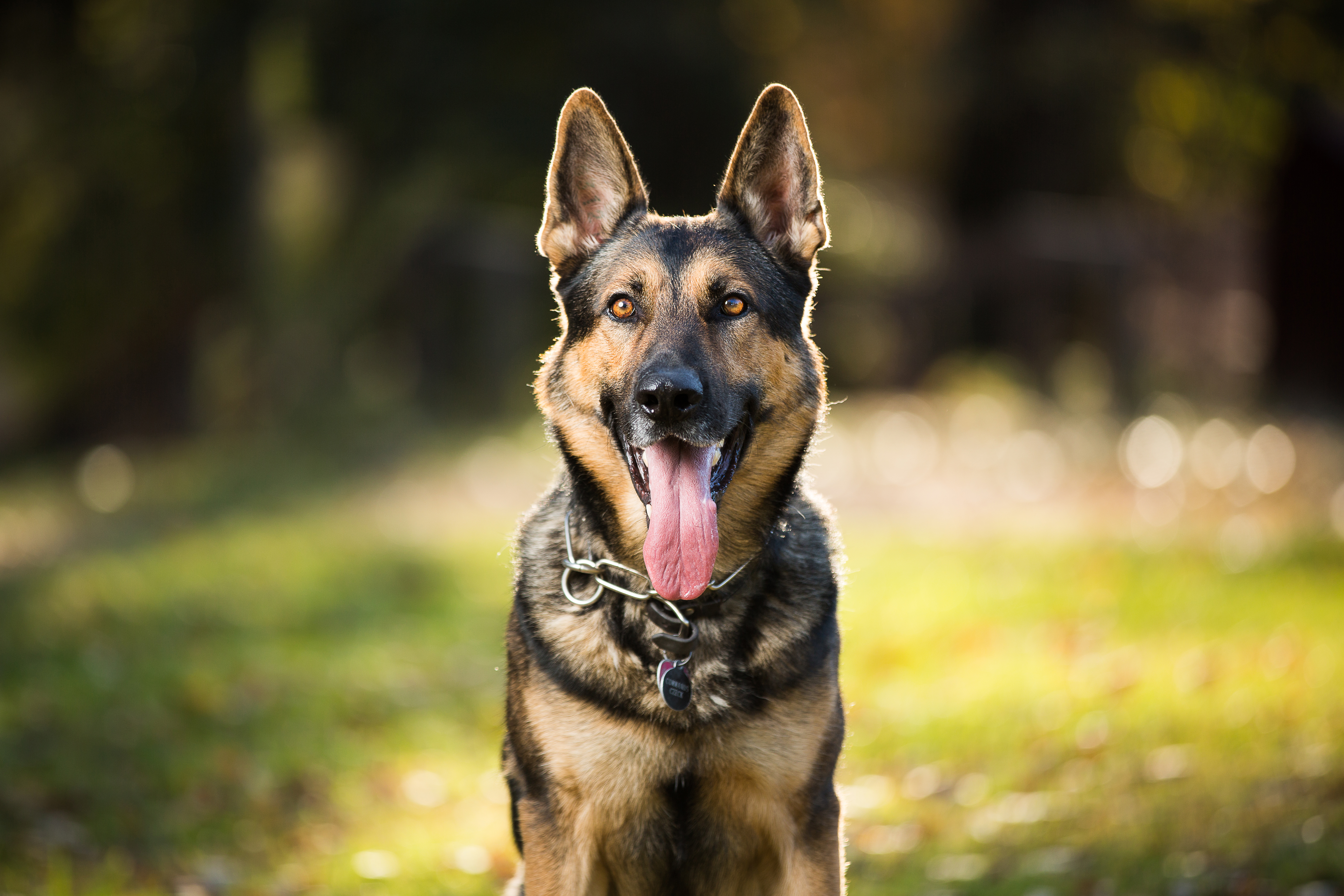 are cats or dogs more popular in australia