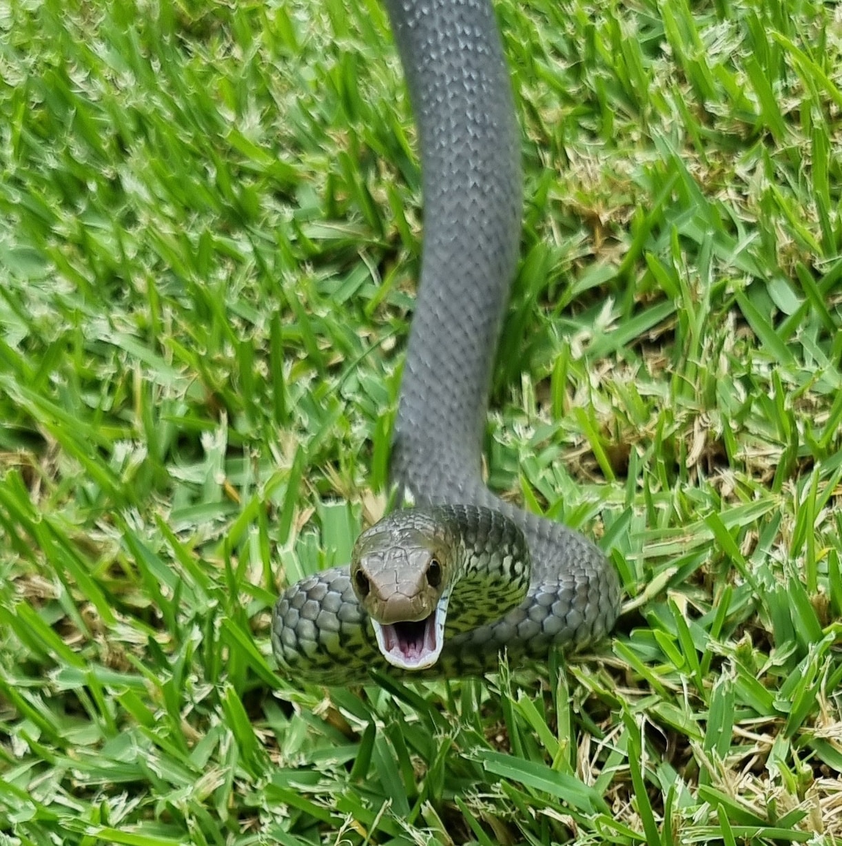 The brown snake was estimated to be thee to four years old.