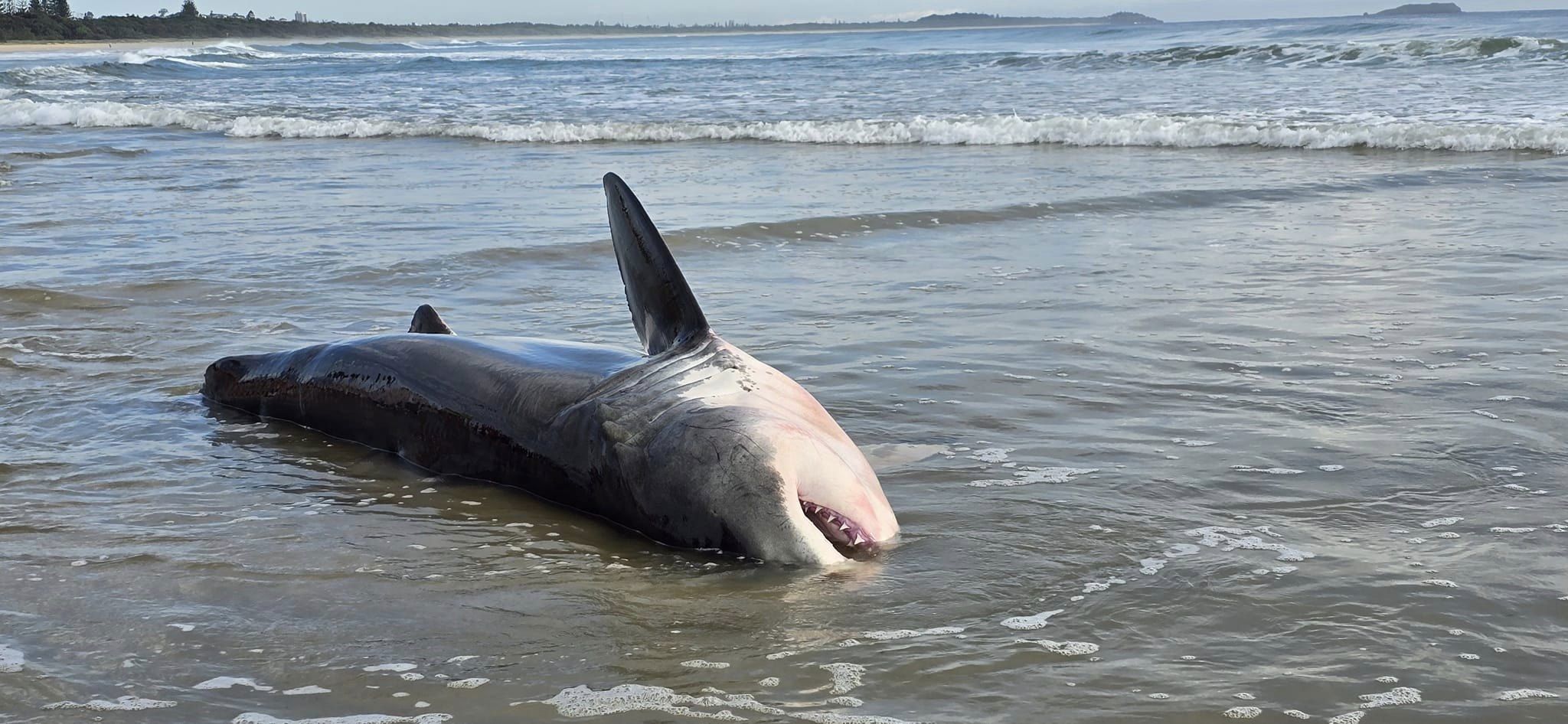 Great white shark shocks onlookers with strange beaching