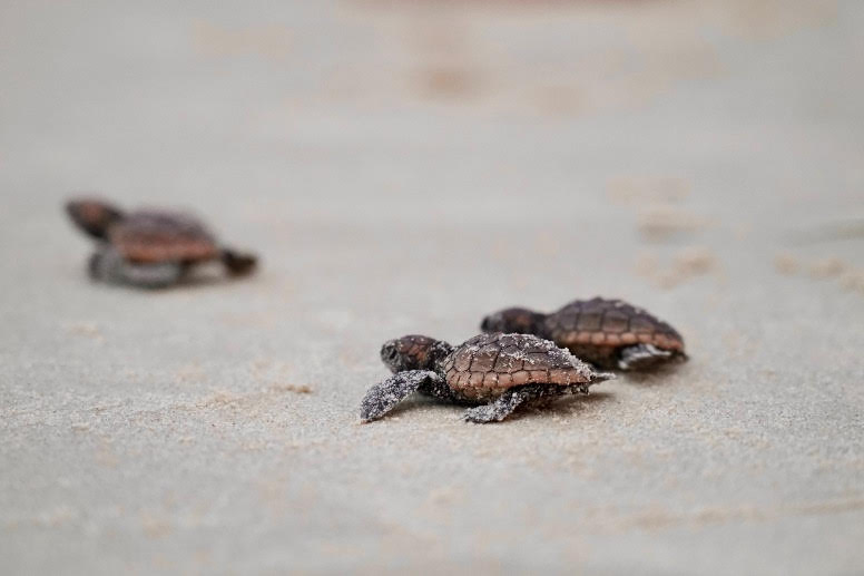 Beachgoers are urged to keep an eye out and report any turtle tracks as they could lead to nests in need of relocation. 
