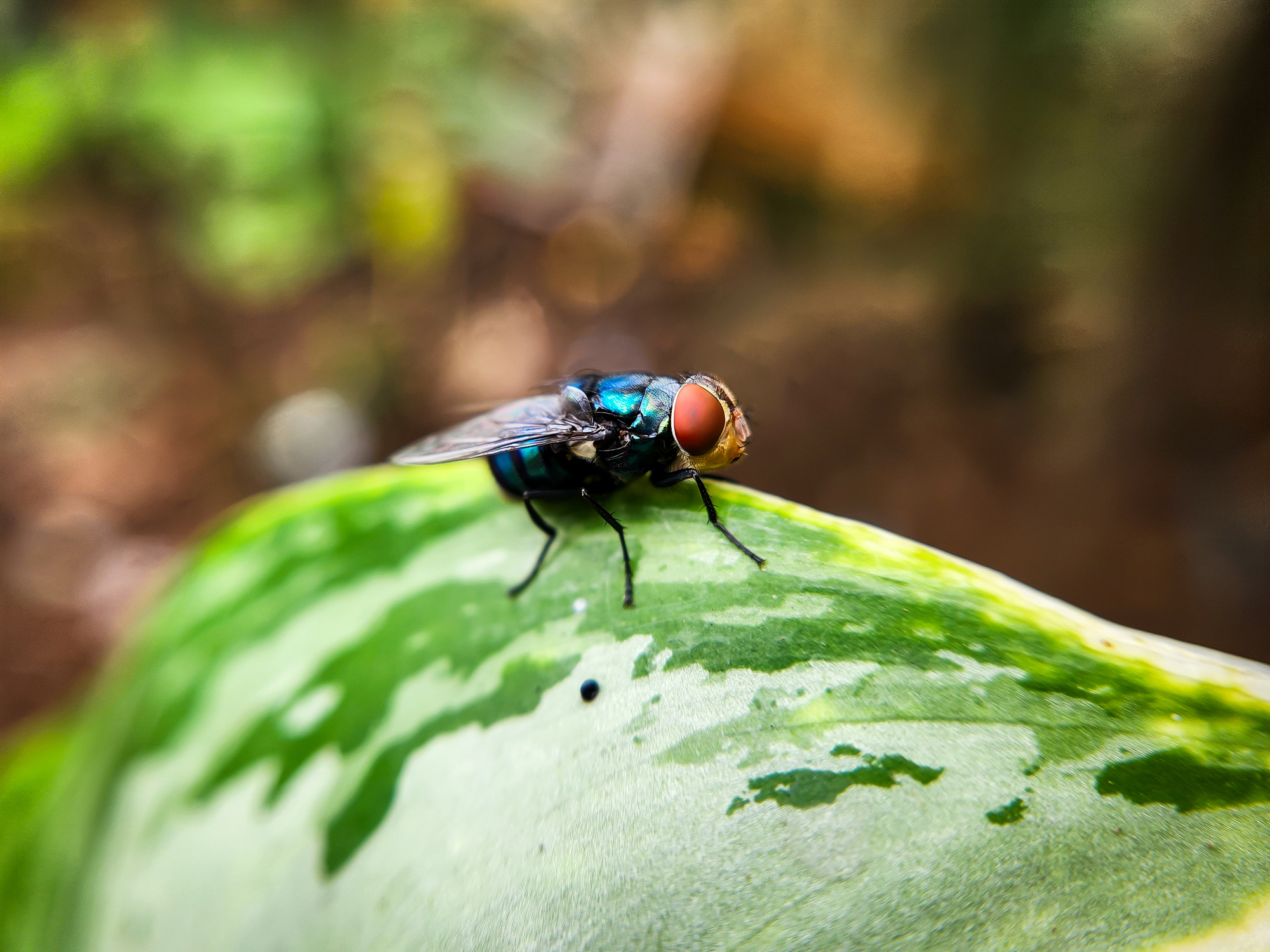 Cochliomyia hominivorax, the New World screw-worm fly, or screw-worm for short, is a species of parasitic fly that is well known for the way in which its larvae (maggots) eat the living tissue.