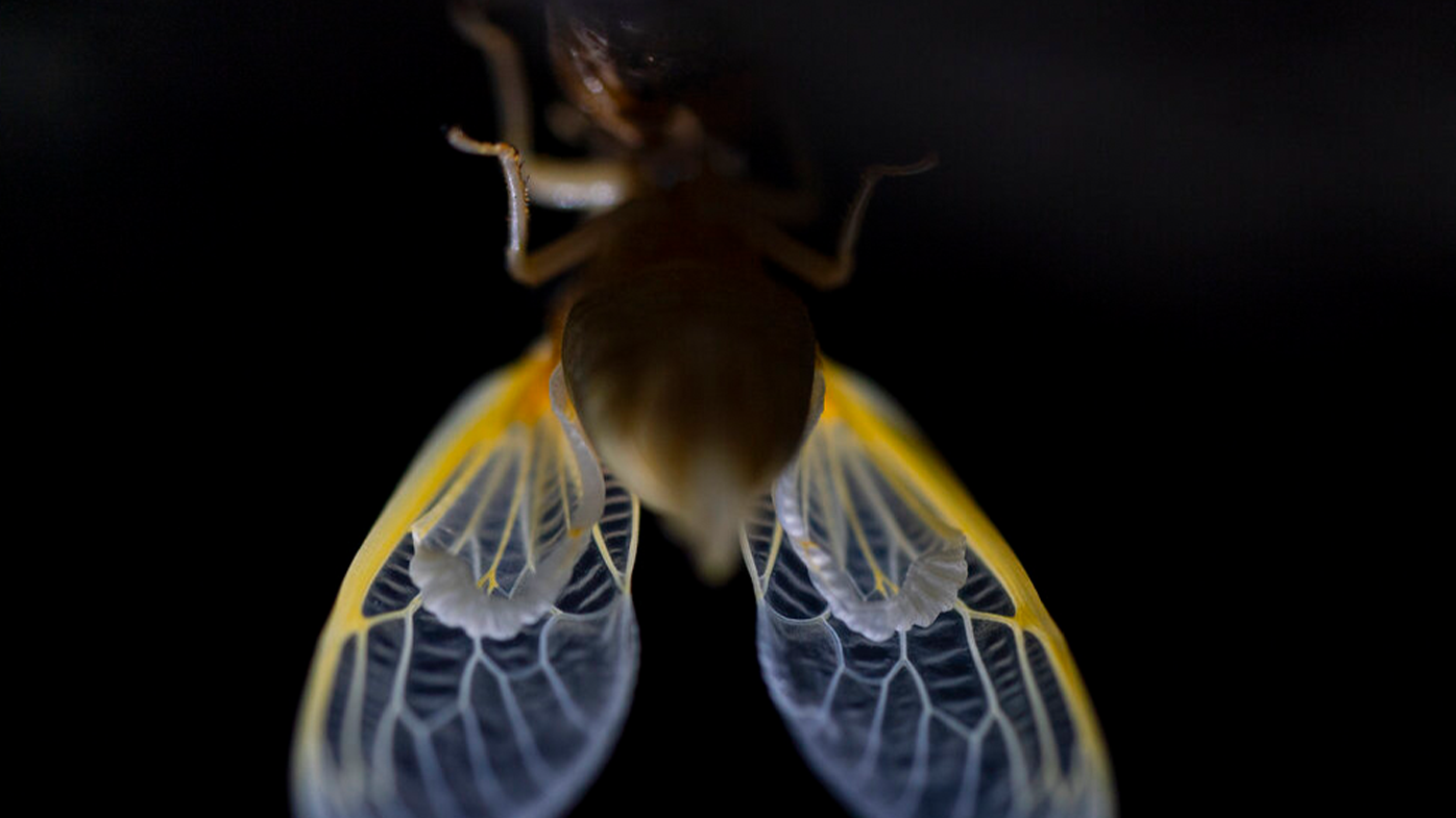 Translucent wing of an adult cicada just after shedding its nymphal skin