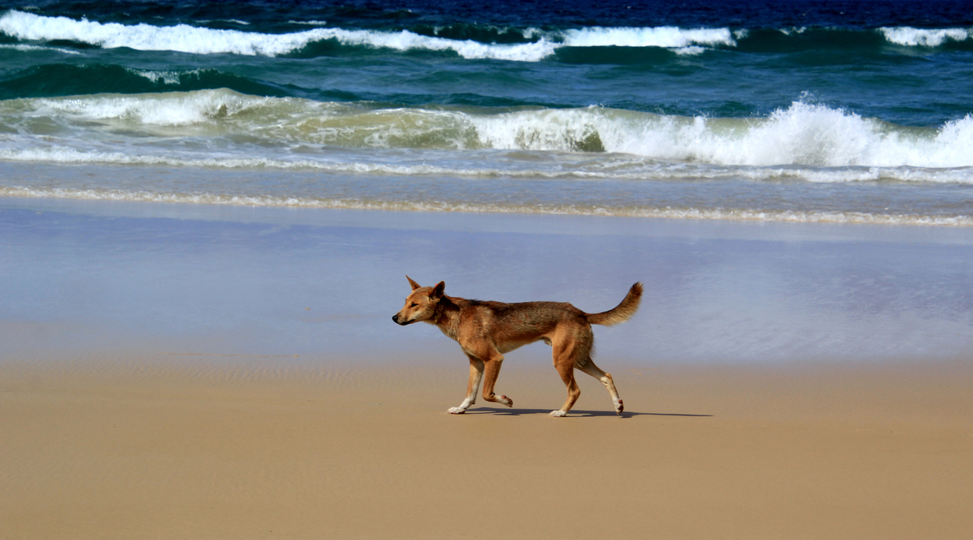 A three-year-old child has been bitten by a dingo on K'gari, an Island off Queensland's south-east coast.