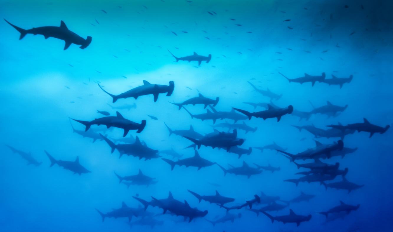A stunning image of Schooling Hammerhead Sharks that congregate in large numbers of Malpelo and Cocos Islands
