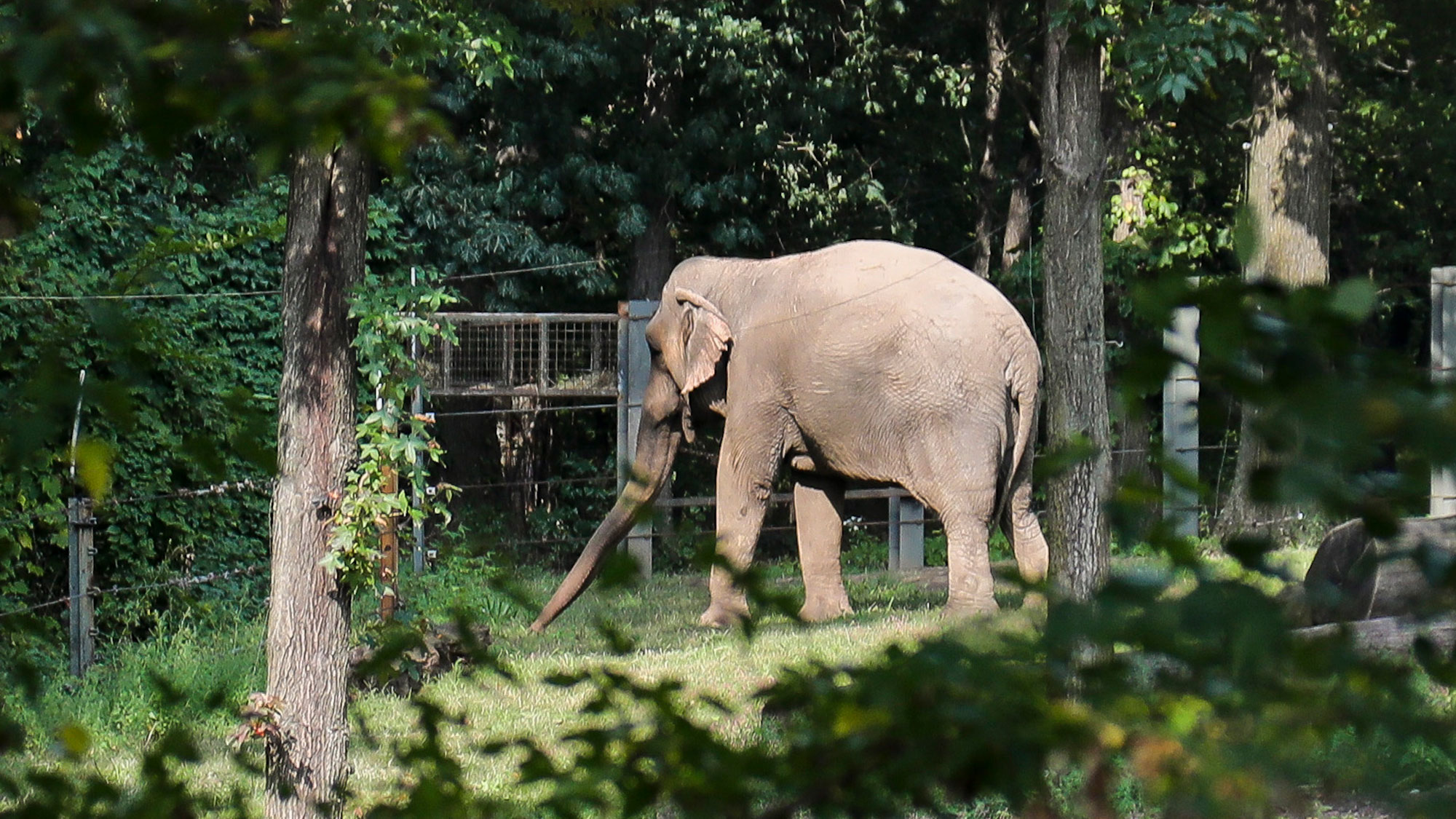 A legal fight to release Happy the elephant from the Bronx Zoo after 45 years is now in court.