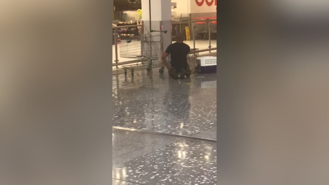 A﻿ cockatoo, affectionately named Mickey, has been freed after a month trapped inside a Sydney shopping centre.