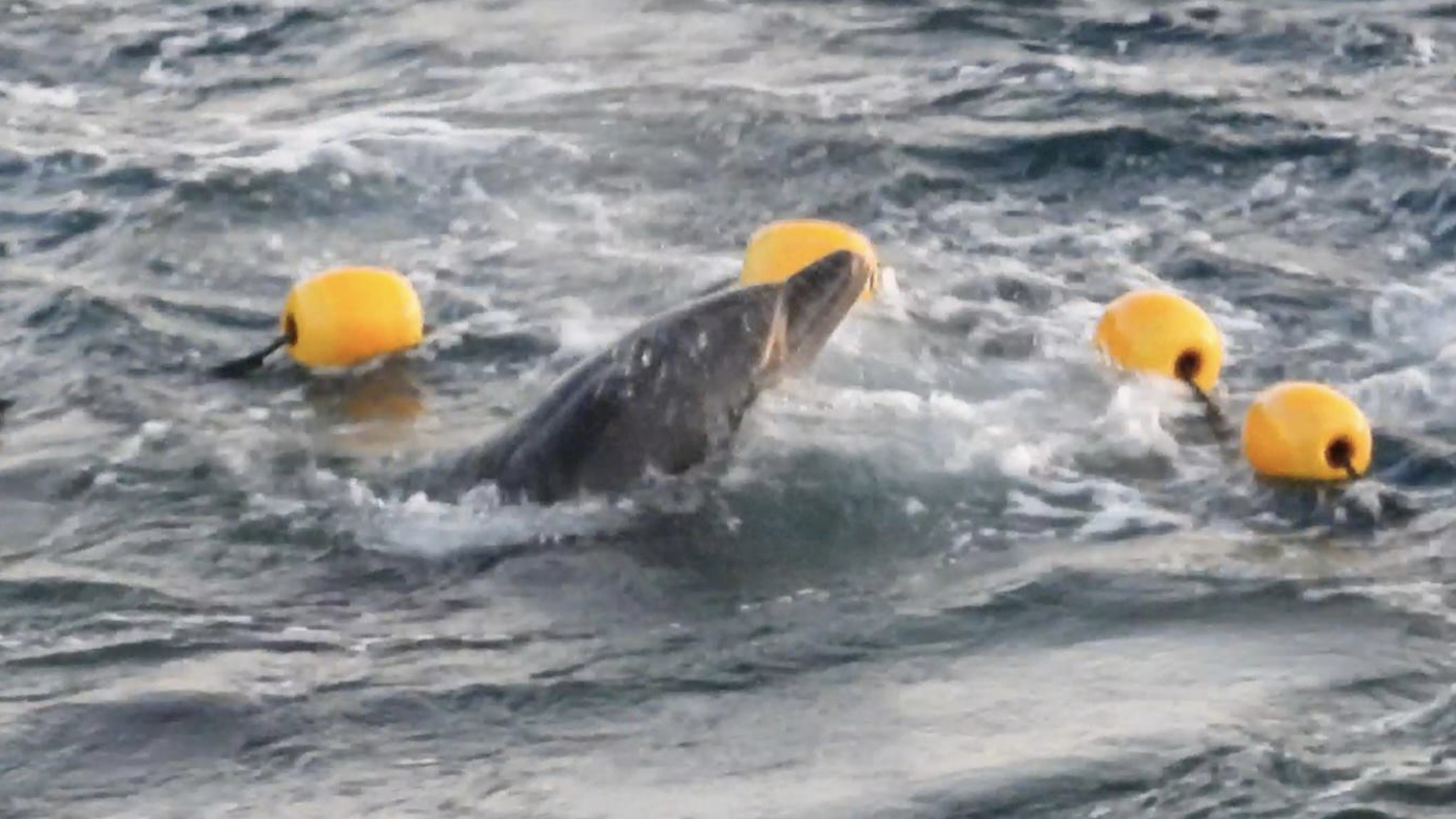 It's claimed the animals were in distress and cried out to one another in panic