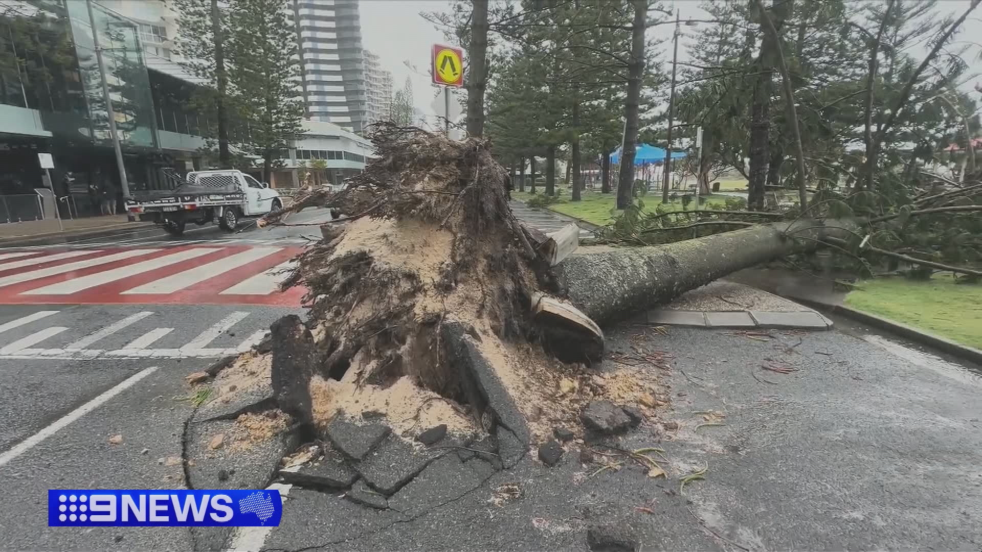 In Coolangatta, a large Norfolk Island pine tree, which has stood in its spot for more than 30 years, was uprooted