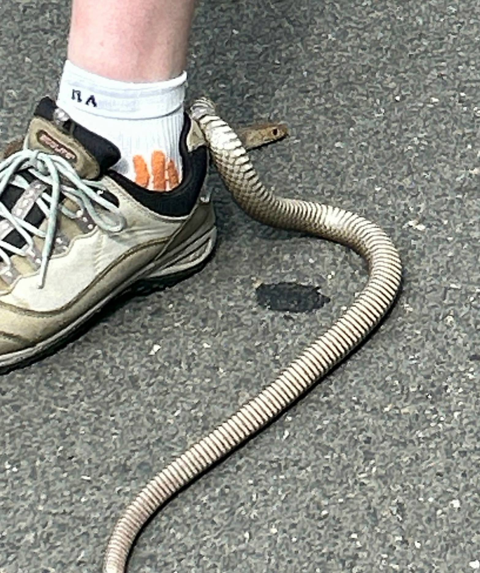 Brown snake in shoe