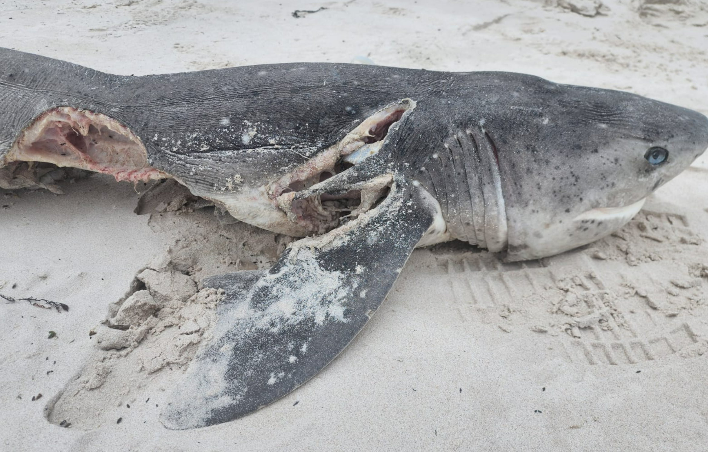 Mysterious shark washes up on Salmon River beach near Riggins